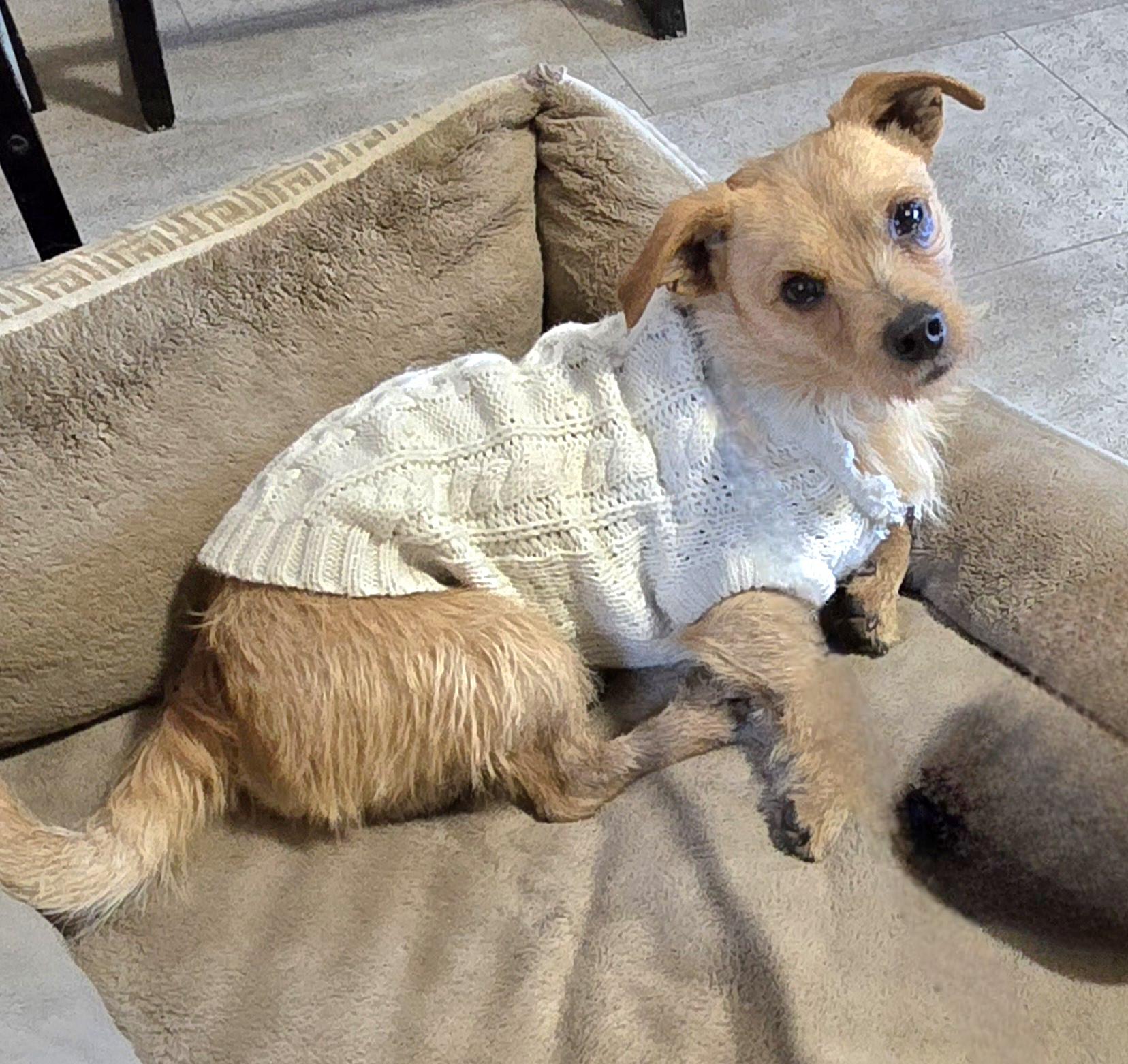 Enlarge Rusty, a Adoptable mixed breed in Tracy, CA image 5/6