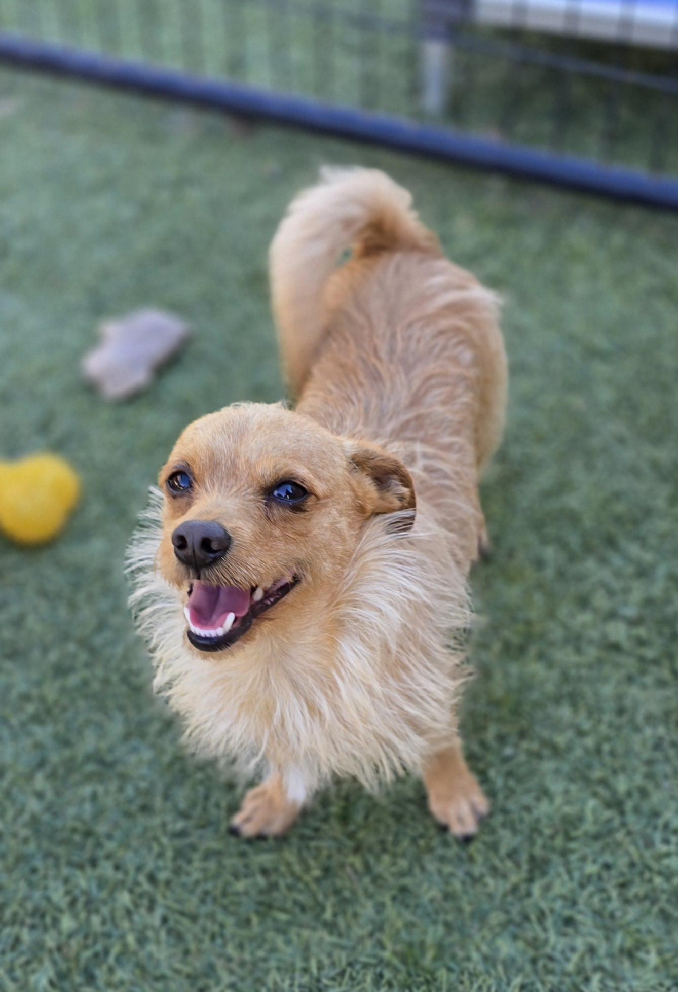 Rusty, Adoptable, Adult Male Norwich Terrier.