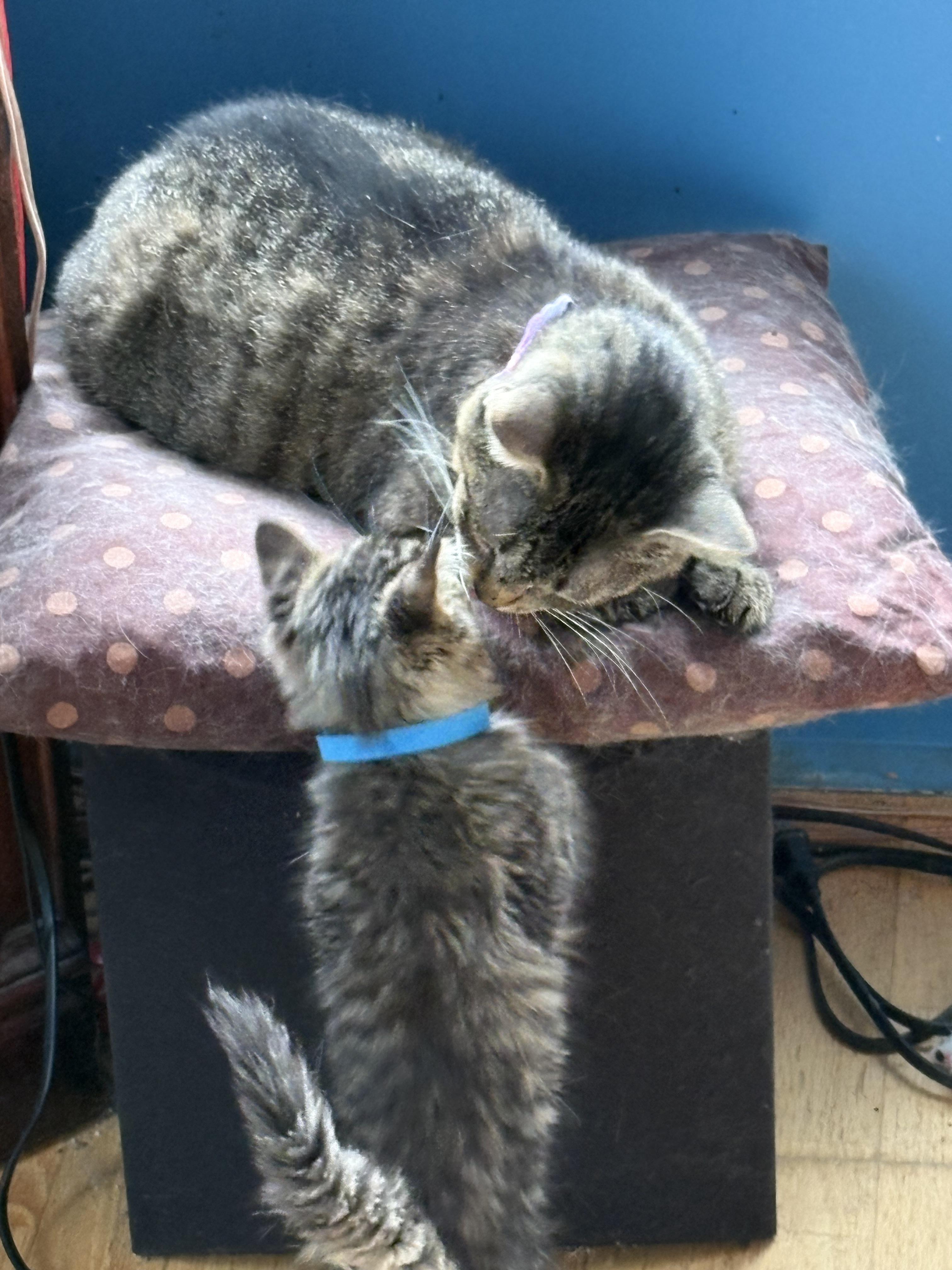 Tank, Adopted, Kitten Male Domestic Short Hair.