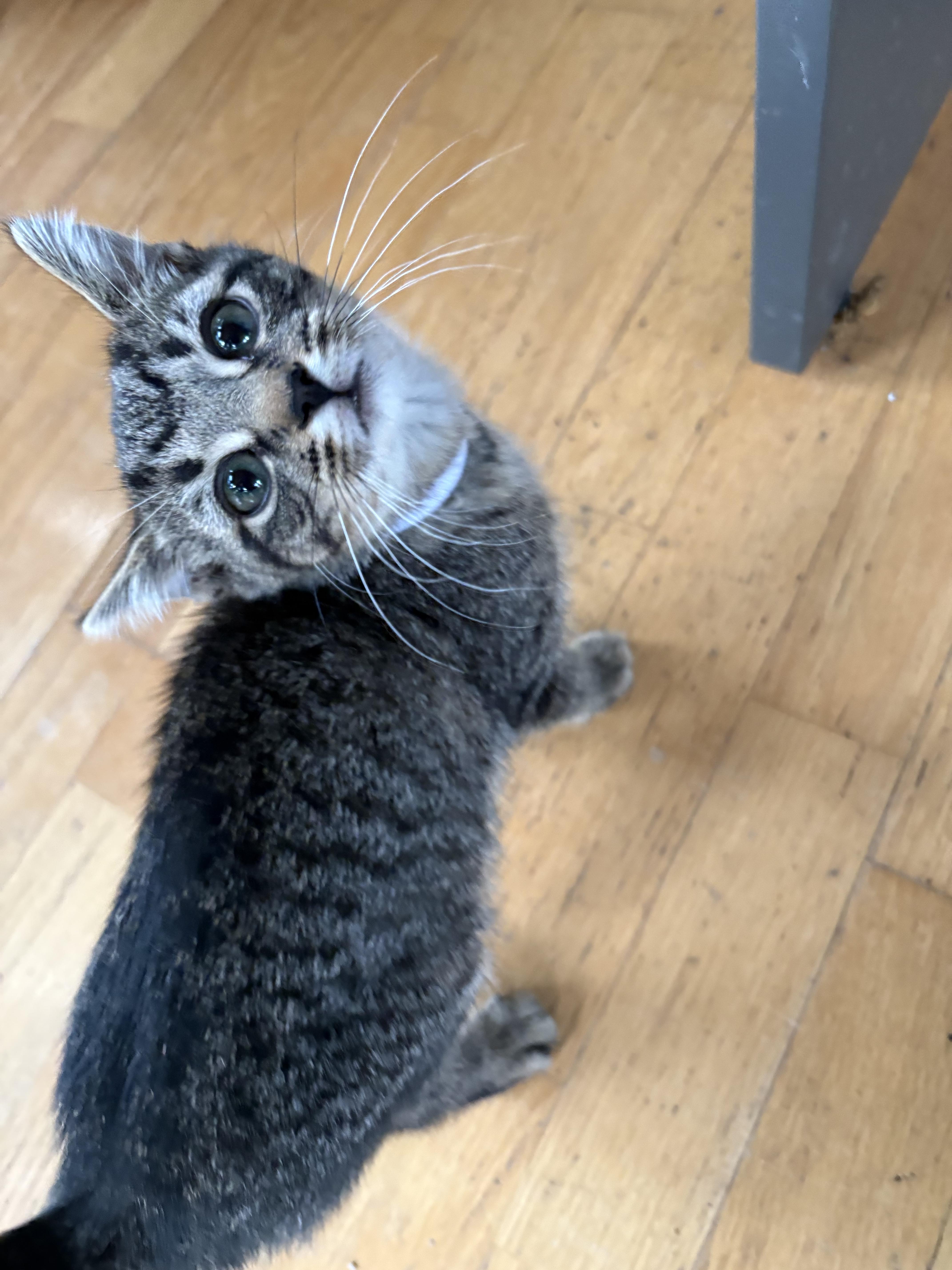 Enlarge Tank, a Adopted Domestic Short Hair in Flushing, MI image 2/2