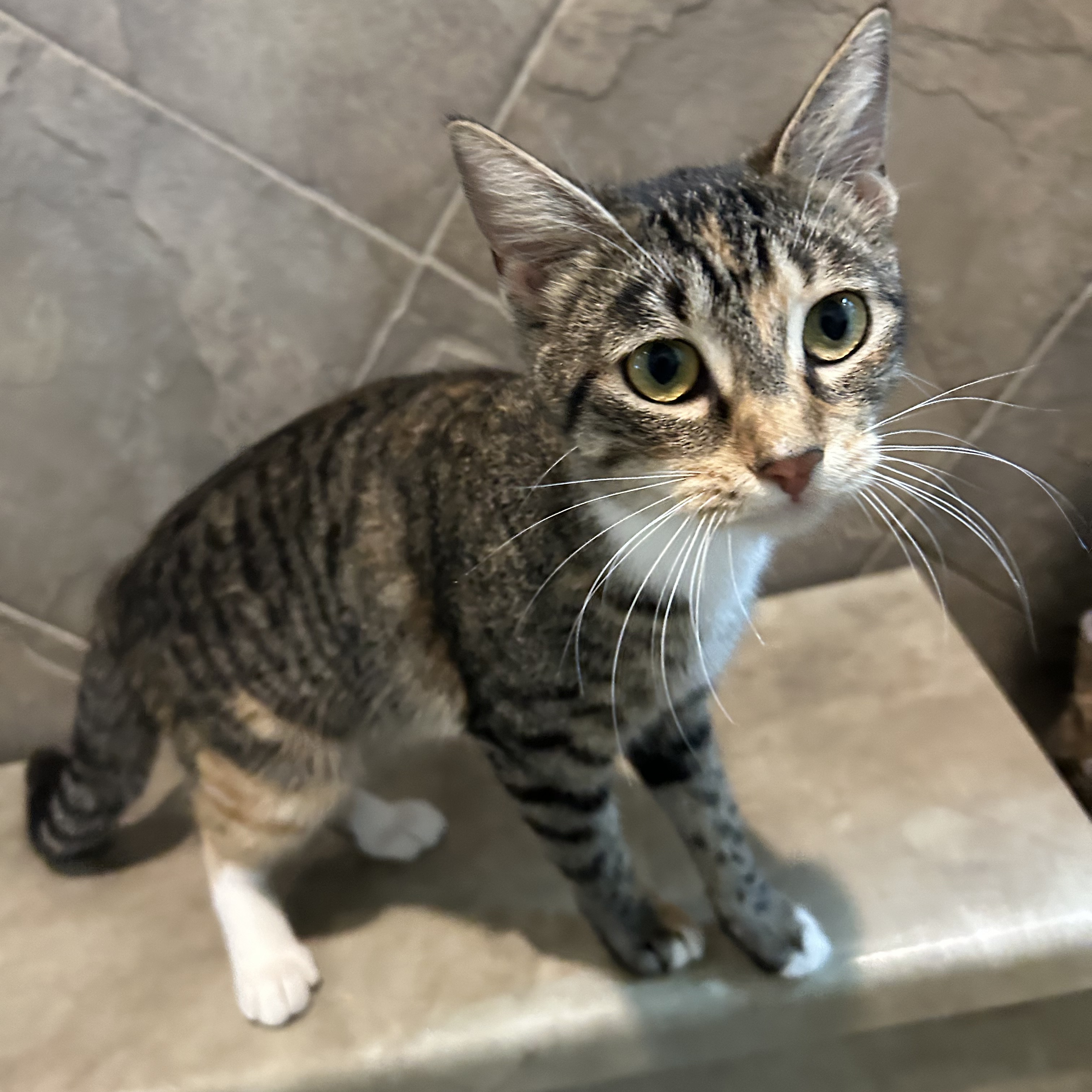 Enlarge Azalea, a Adoptable Domestic Short Hair in Seguin, TX image 4/6