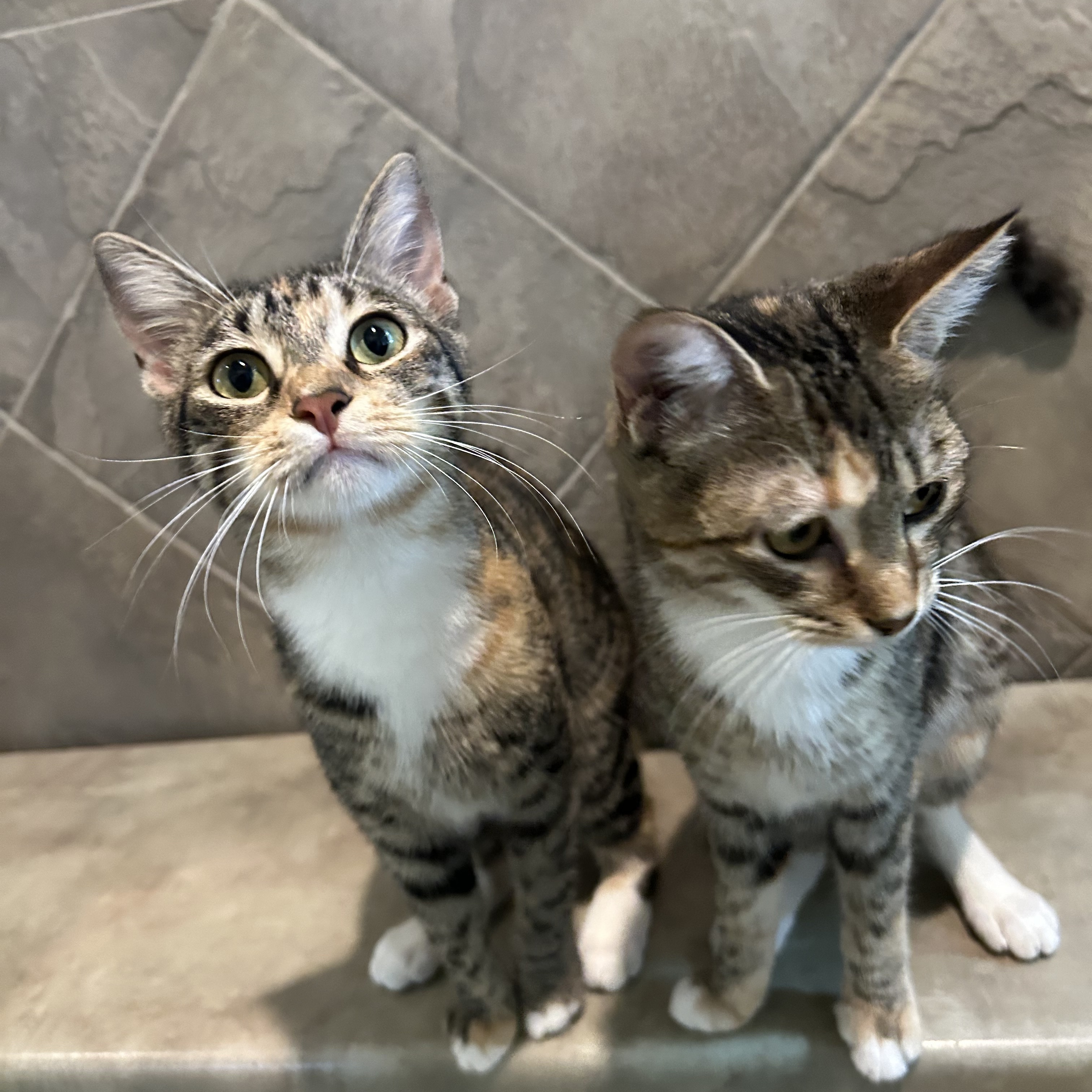 Enlarge Azalea, a Adoptable Domestic Short Hair in Seguin, TX image 3/6