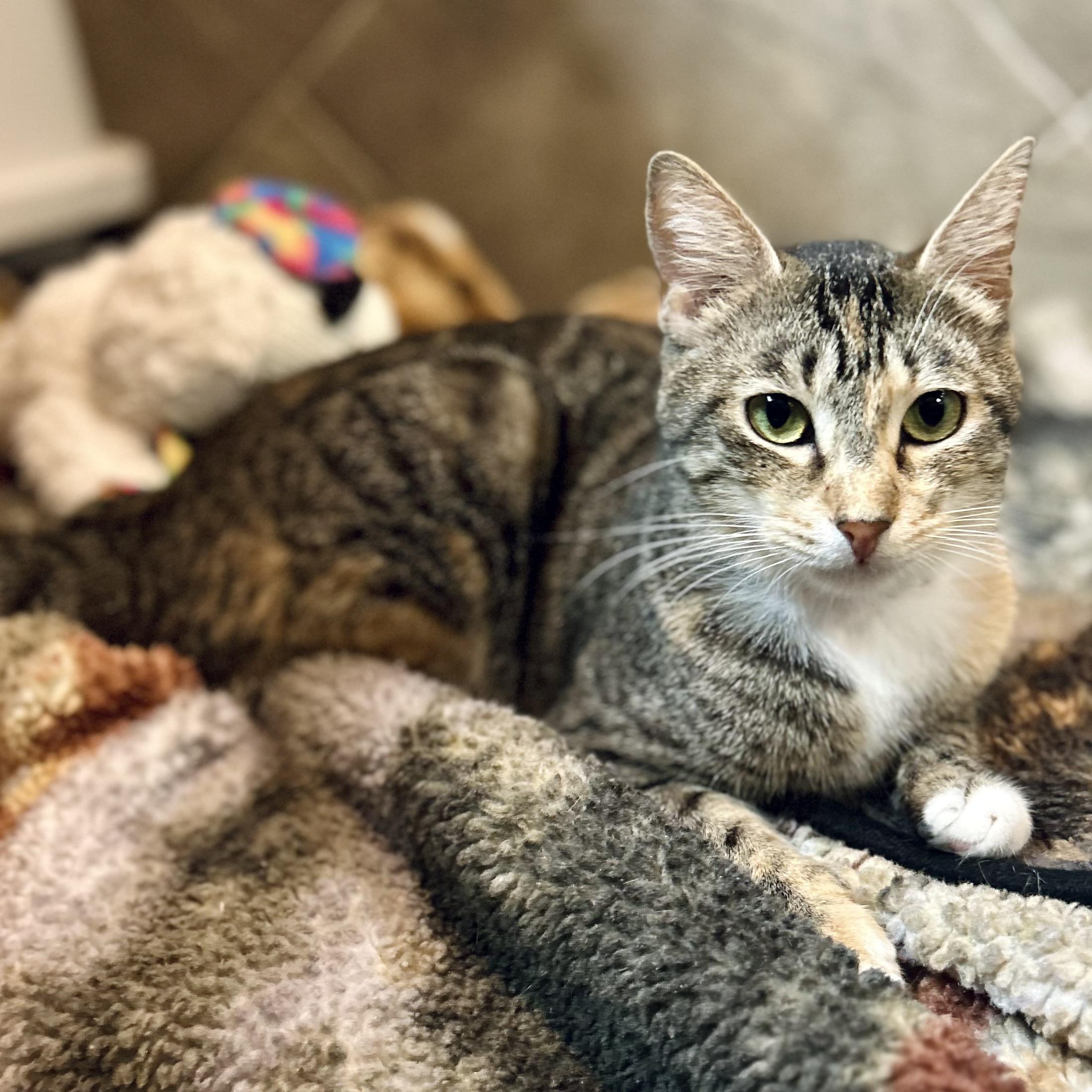 Enlarge Azalea, a Adoptable Domestic Short Hair in Seguin, TX image 1/5