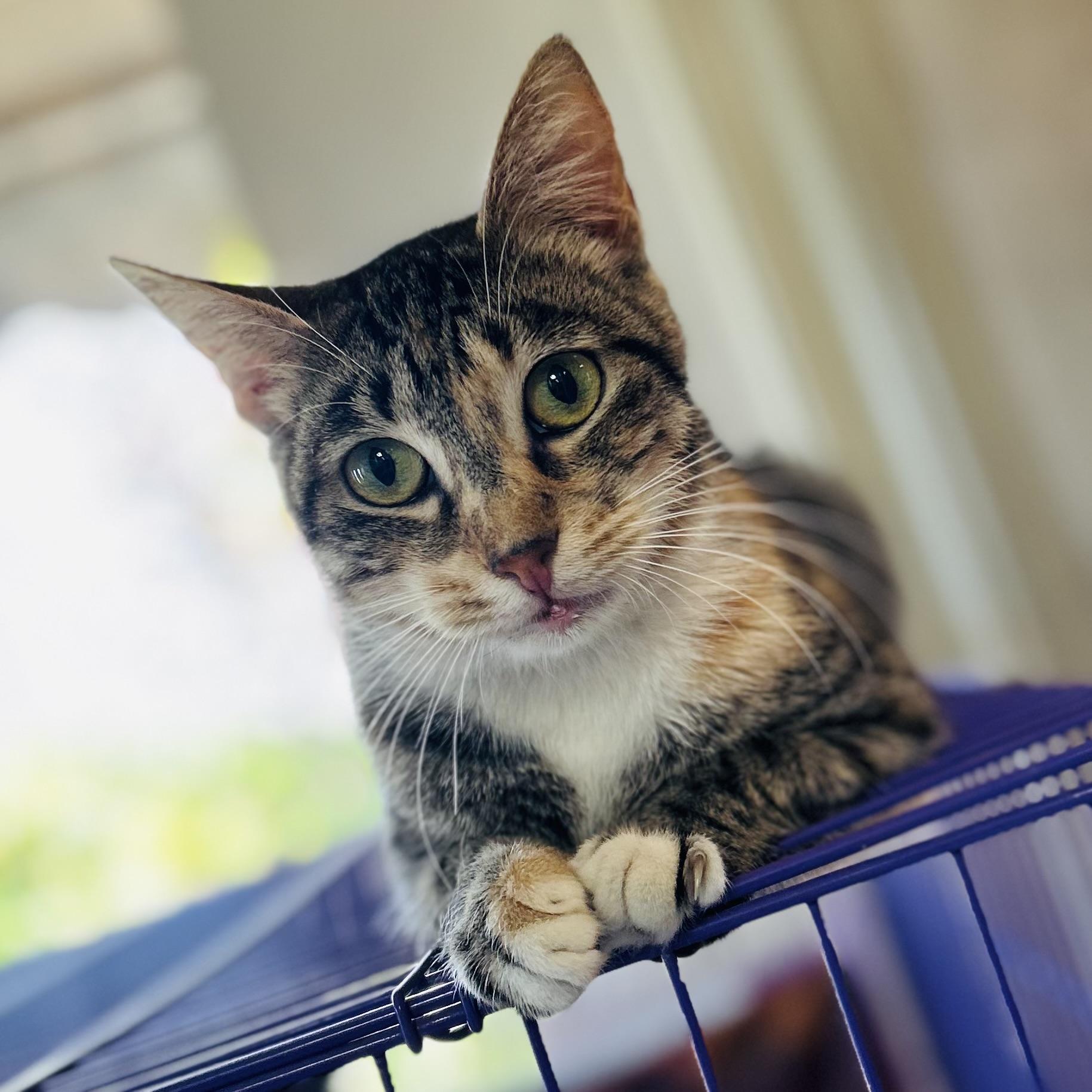 Enlarge Azalea, a Adoptable Domestic Short Hair in Seguin, TX image 1/6