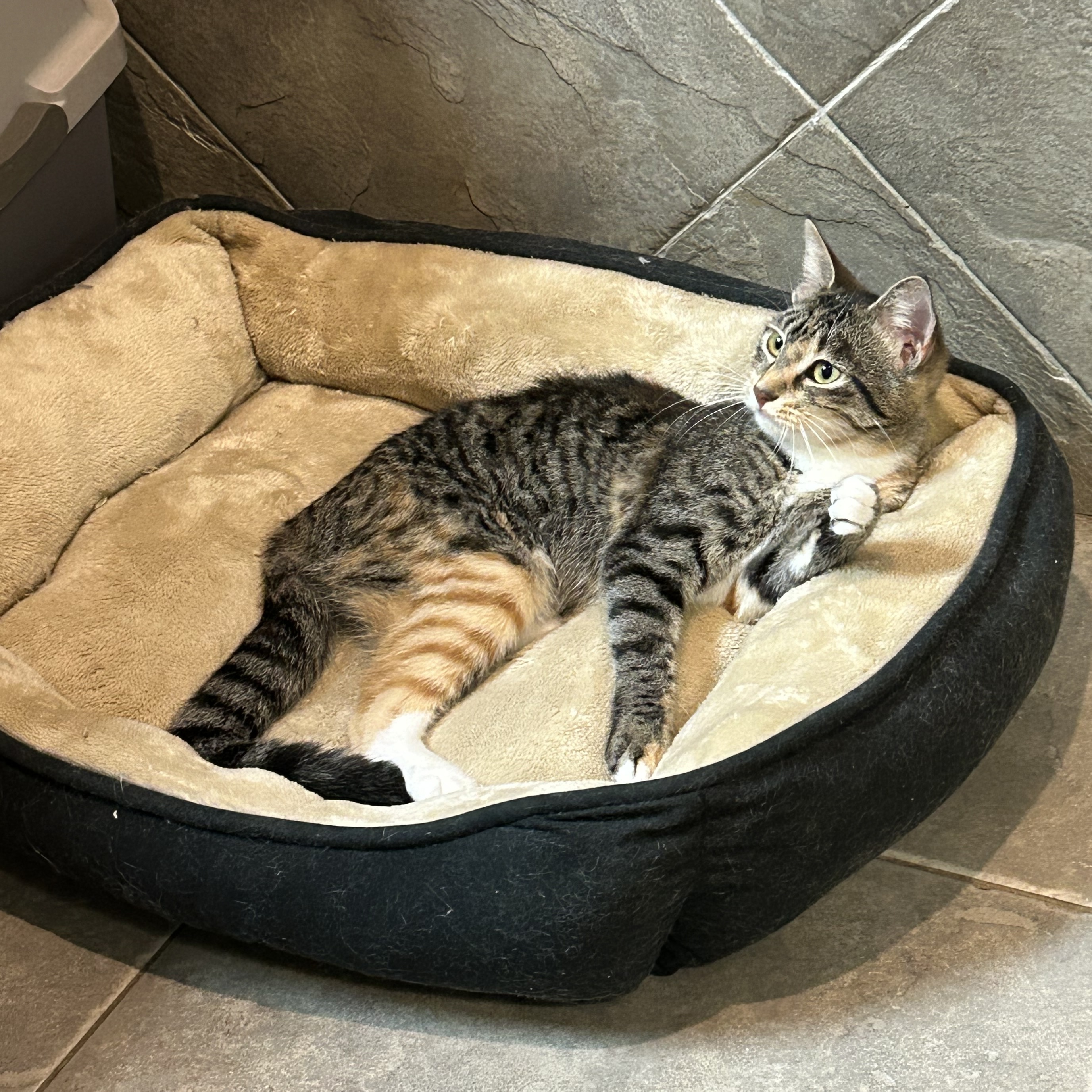 Enlarge Azalea, a Adoptable Domestic Short Hair in Seguin, TX image 1/6