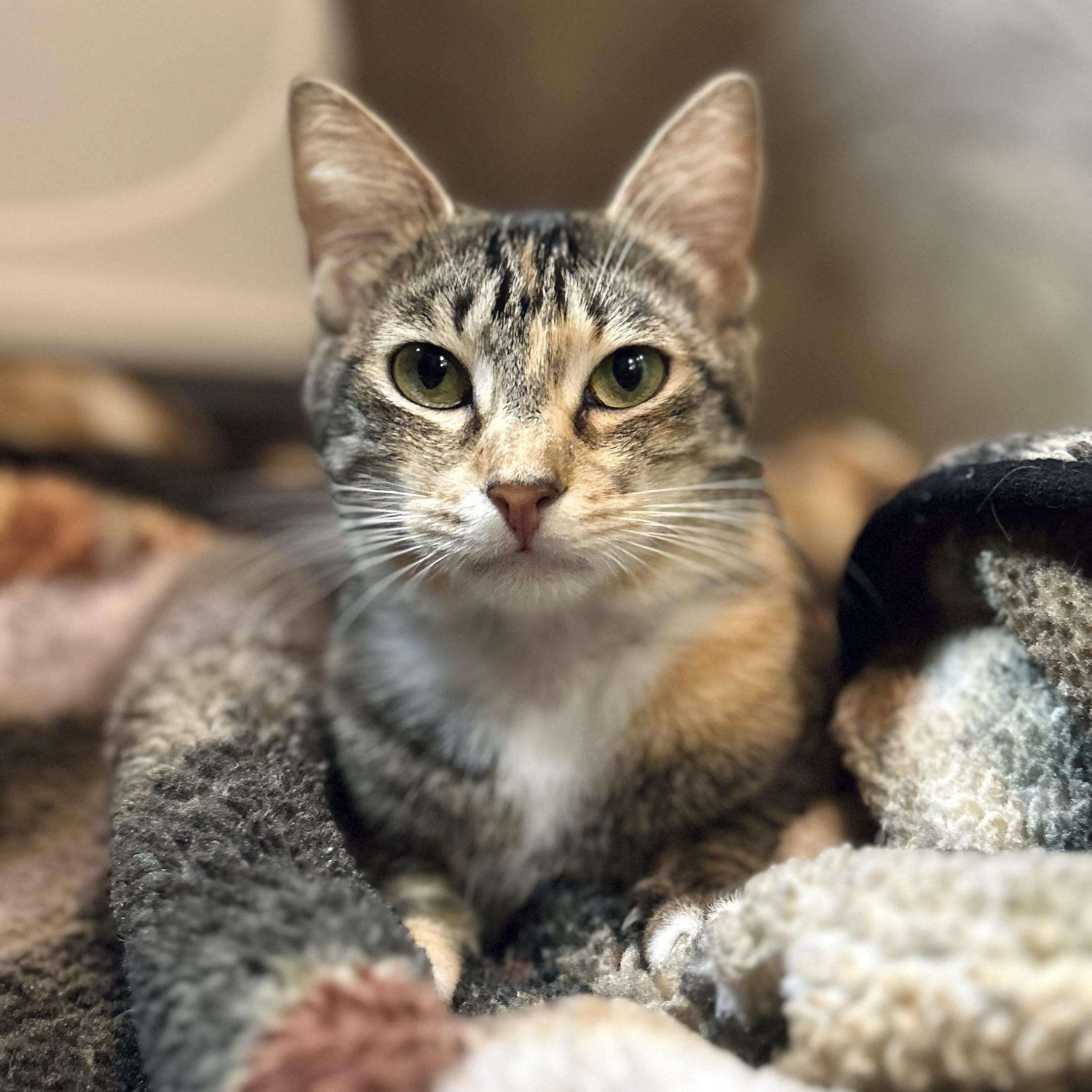 Enlarge Azalea, a Adoptable Domestic Short Hair in Seguin, TX image 2/5