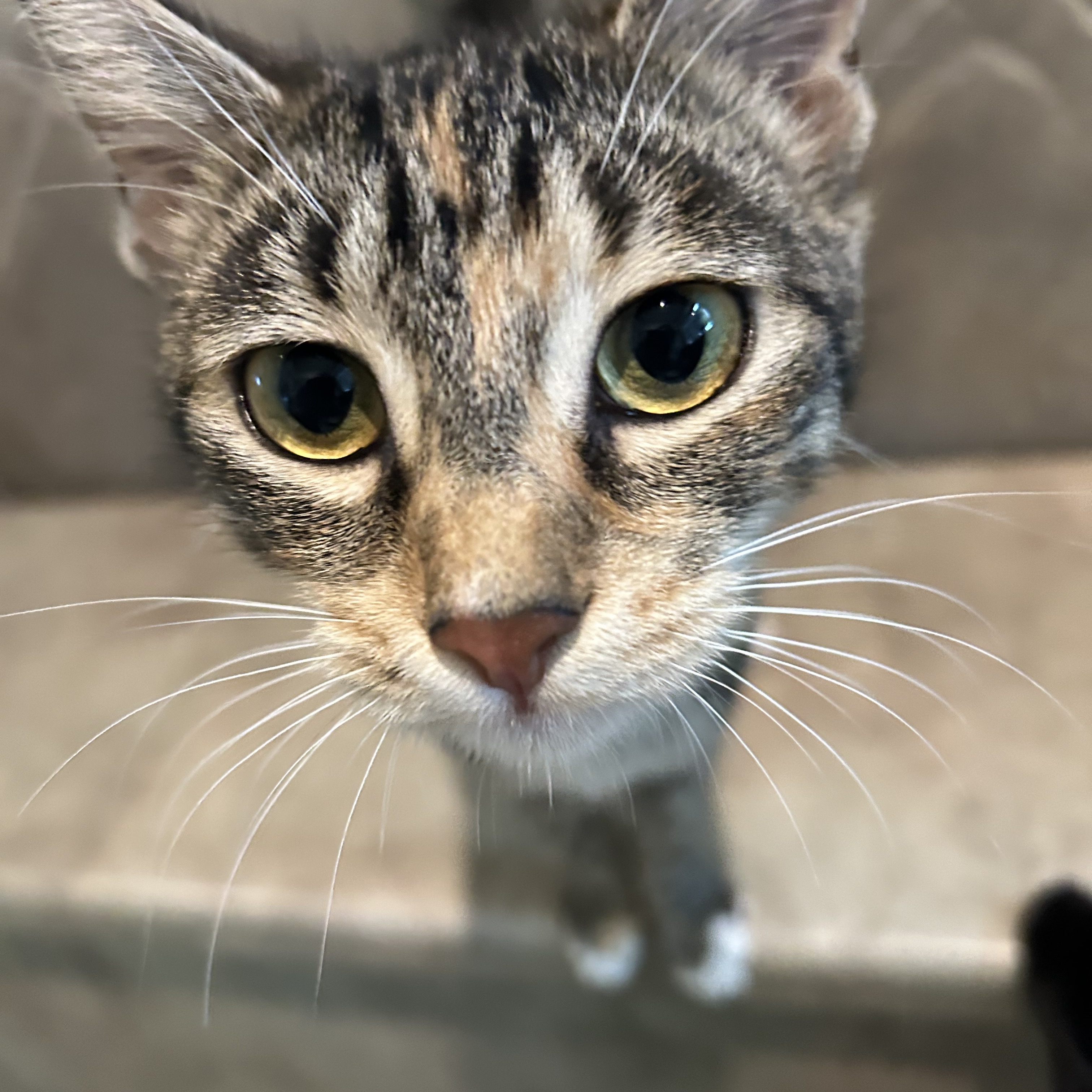 Enlarge Azalea, a Adoptable Domestic Short Hair in Seguin, TX image 2/6