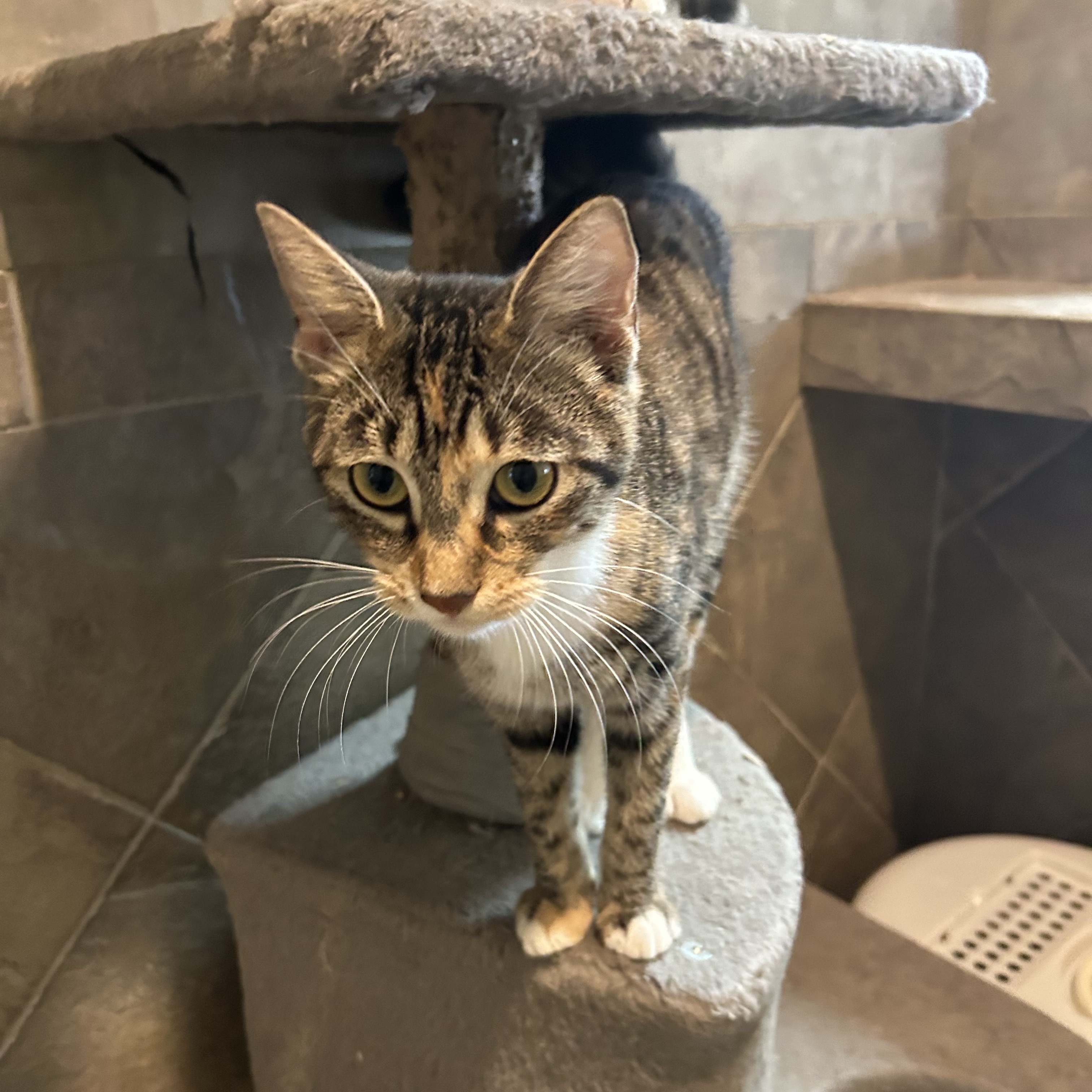 Enlarge Azalea, a Adoptable Domestic Short Hair in Seguin, TX image 6/6