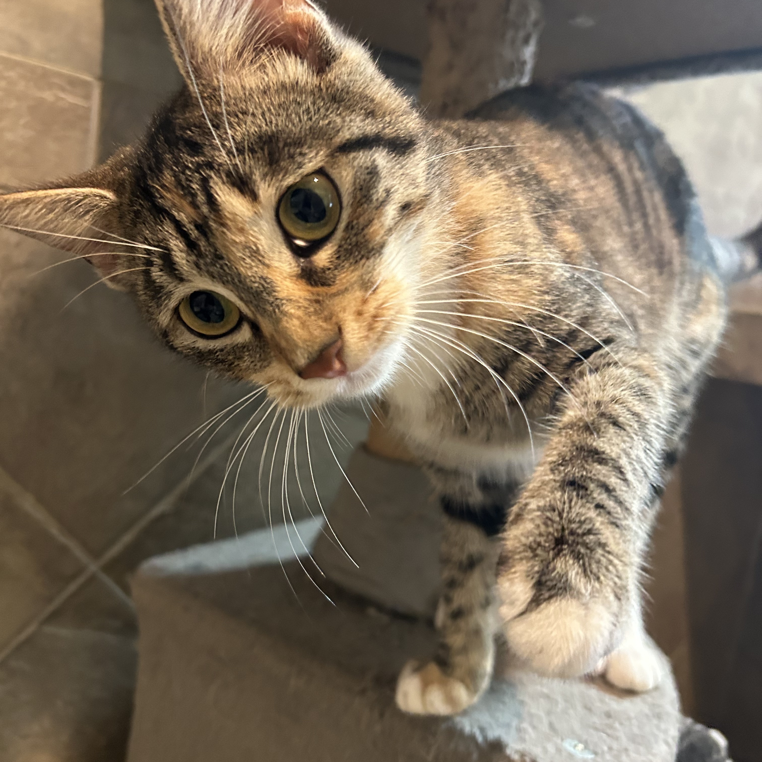 Enlarge Azalea, a Adoptable Domestic Short Hair in Seguin, TX image 5/6