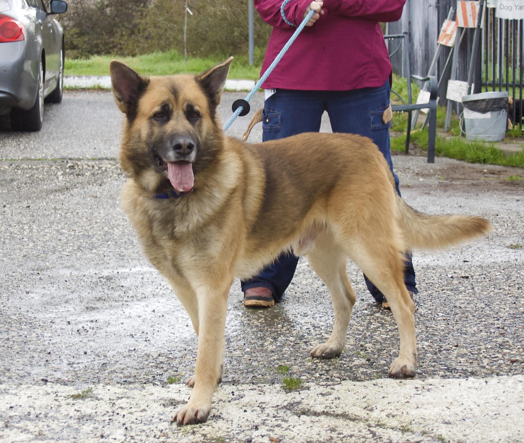 Enlarge Tony, a ADOPTABLE mixed breed in Grass Valley, CA image 1/5