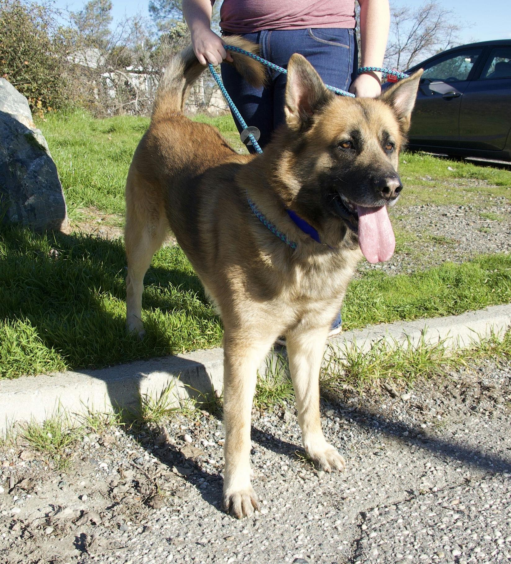 Tony, ADOPTABLE, Adult Male German Shepherd Dog.
