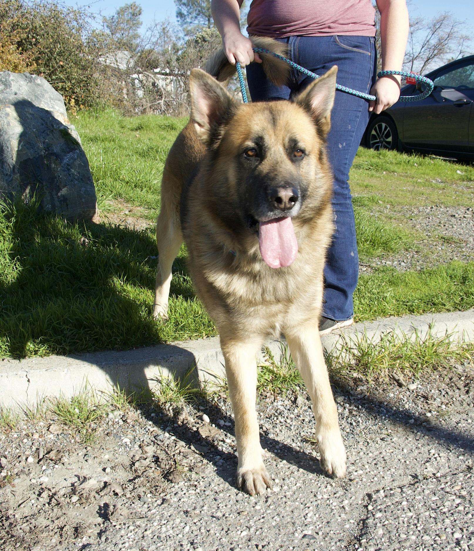 Enlarge Tony, a ADOPTABLE German Shepherd Dog in Grass Valley, CA image 2/3