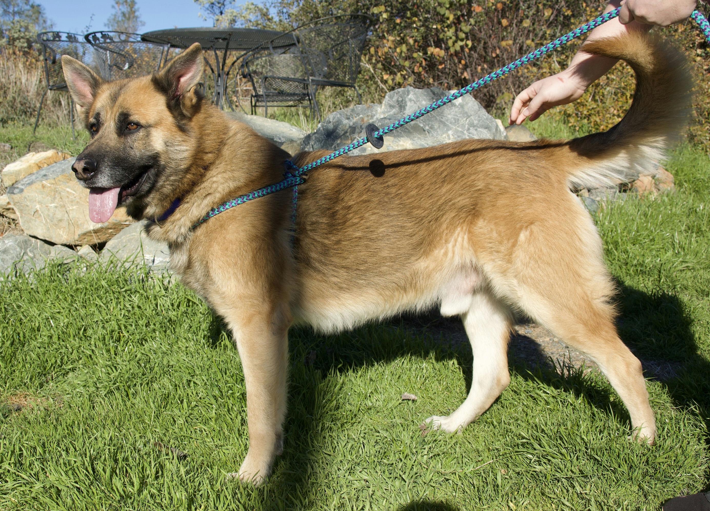 Enlarge Tony, a ADOPTABLE German Shepherd Dog in Grass Valley, CA image 3/3
