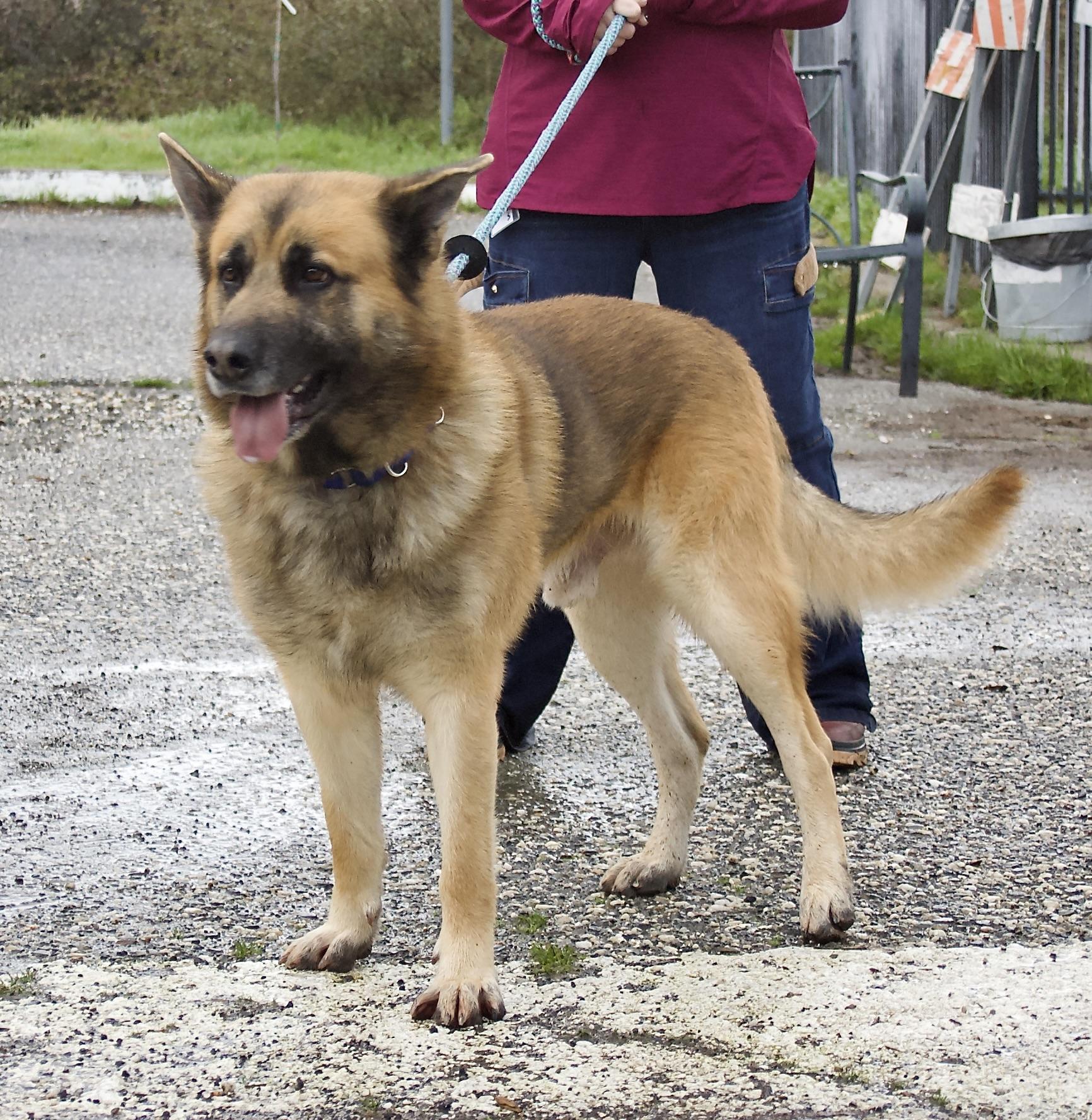 Enlarge Tony, a ADOPTABLE mixed breed in Grass Valley, CA image 5/5