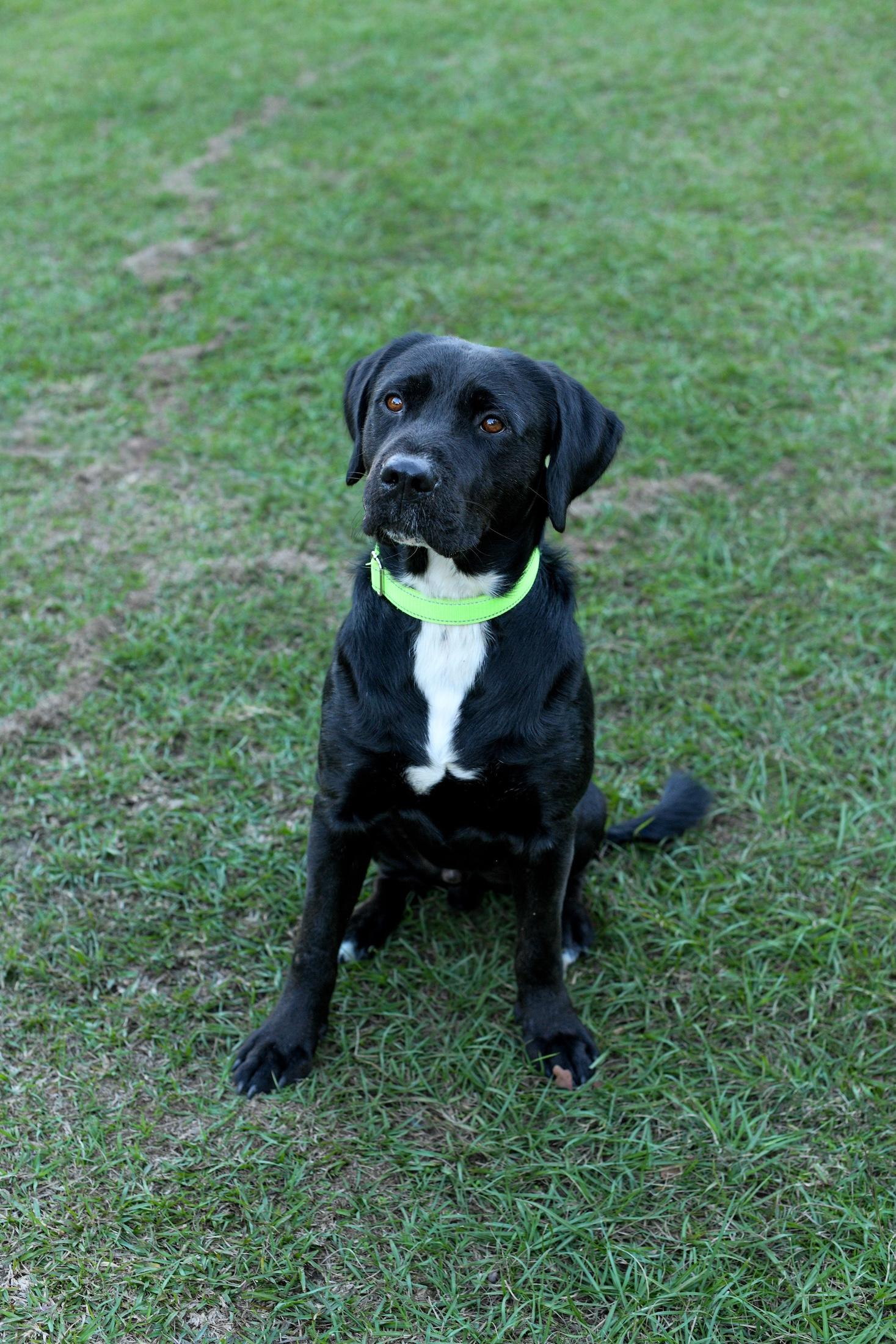 Enlarge Joe (Available in Florida), a Adoptable Mixed Breed in BONIFAY, FL image 6/6