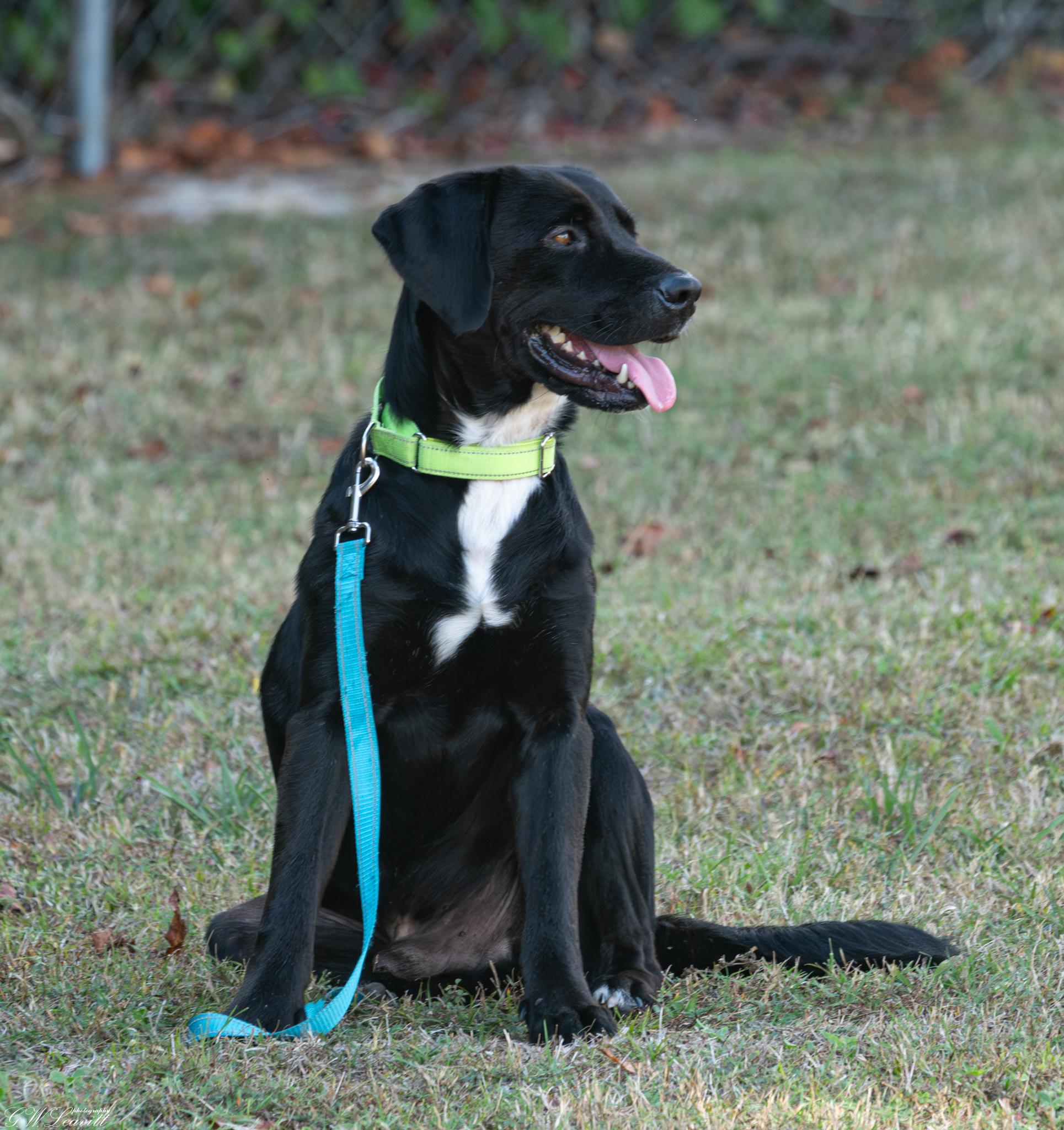 Joe (Available in Florida), Adoptable, Young Male Mixed Breed.