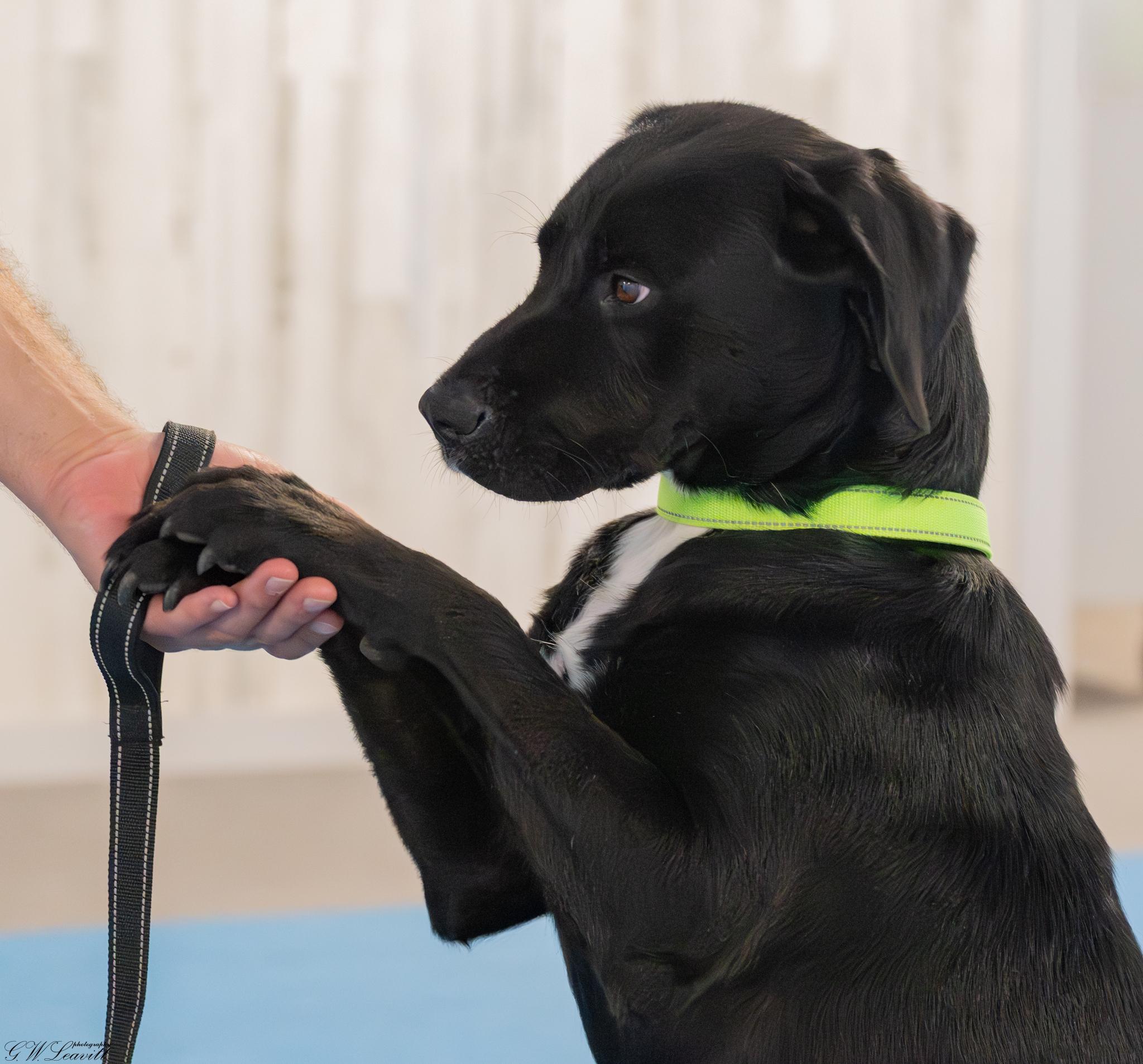Enlarge Joe (Available in Florida), a Adoptable Mixed Breed in BONIFAY, FL image 2/6