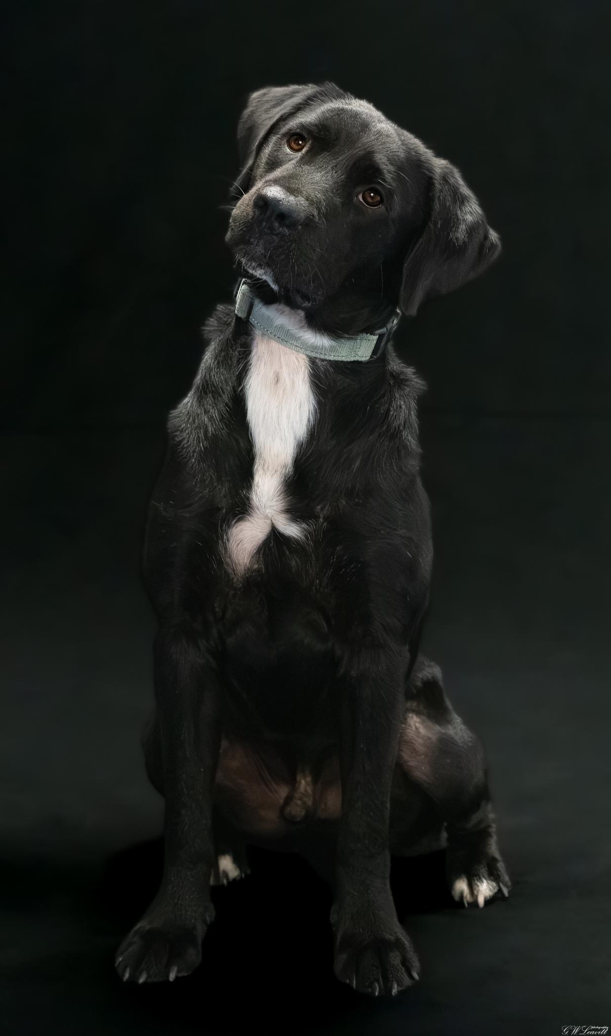 Joe (Available in Florida), a Adoptable mixed breed in BONIFAY, FL image 6/6