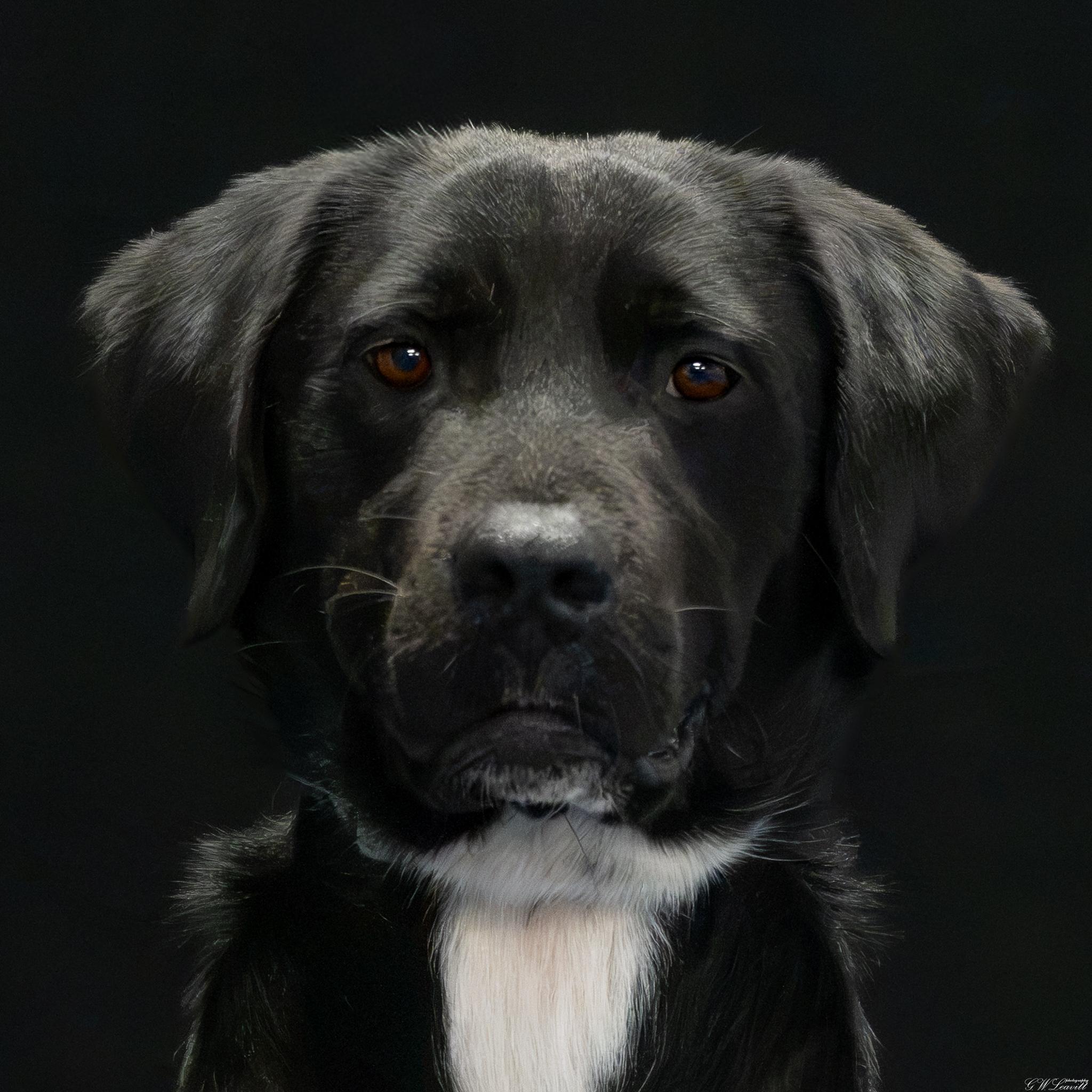 Joe (Available in Florida), Adoptable, Young Male Labrador Retriever.