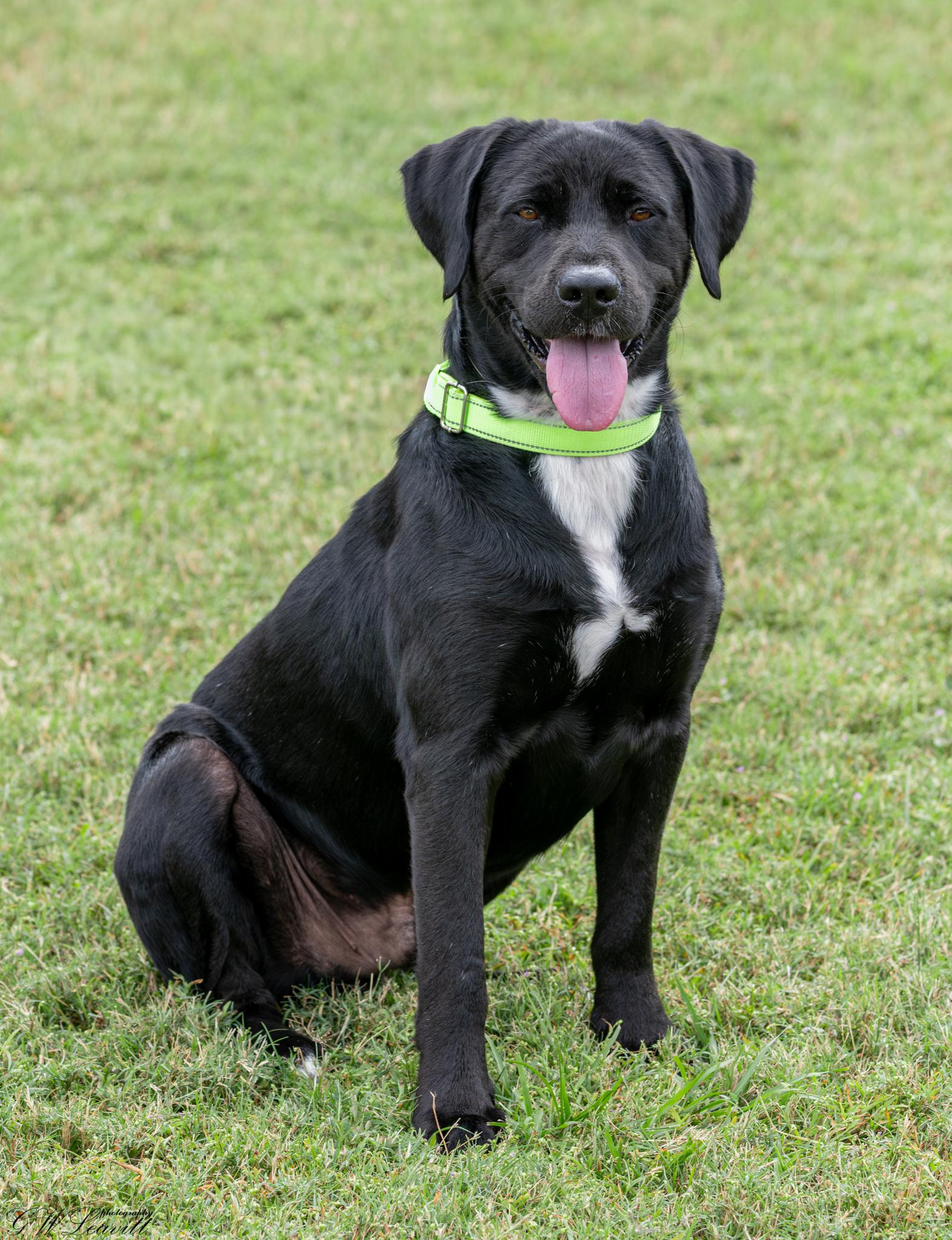 Enlarge Joe (Available in Florida), a Adoptable Mixed Breed in BONIFAY, FL image 3/6