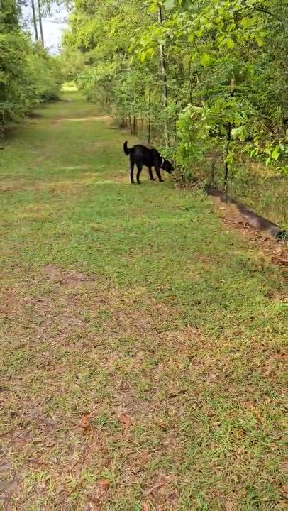 Enlarge Joe (Available in Florida), a Adoptable Mixed Breed in BONIFAY, FL video 6/6