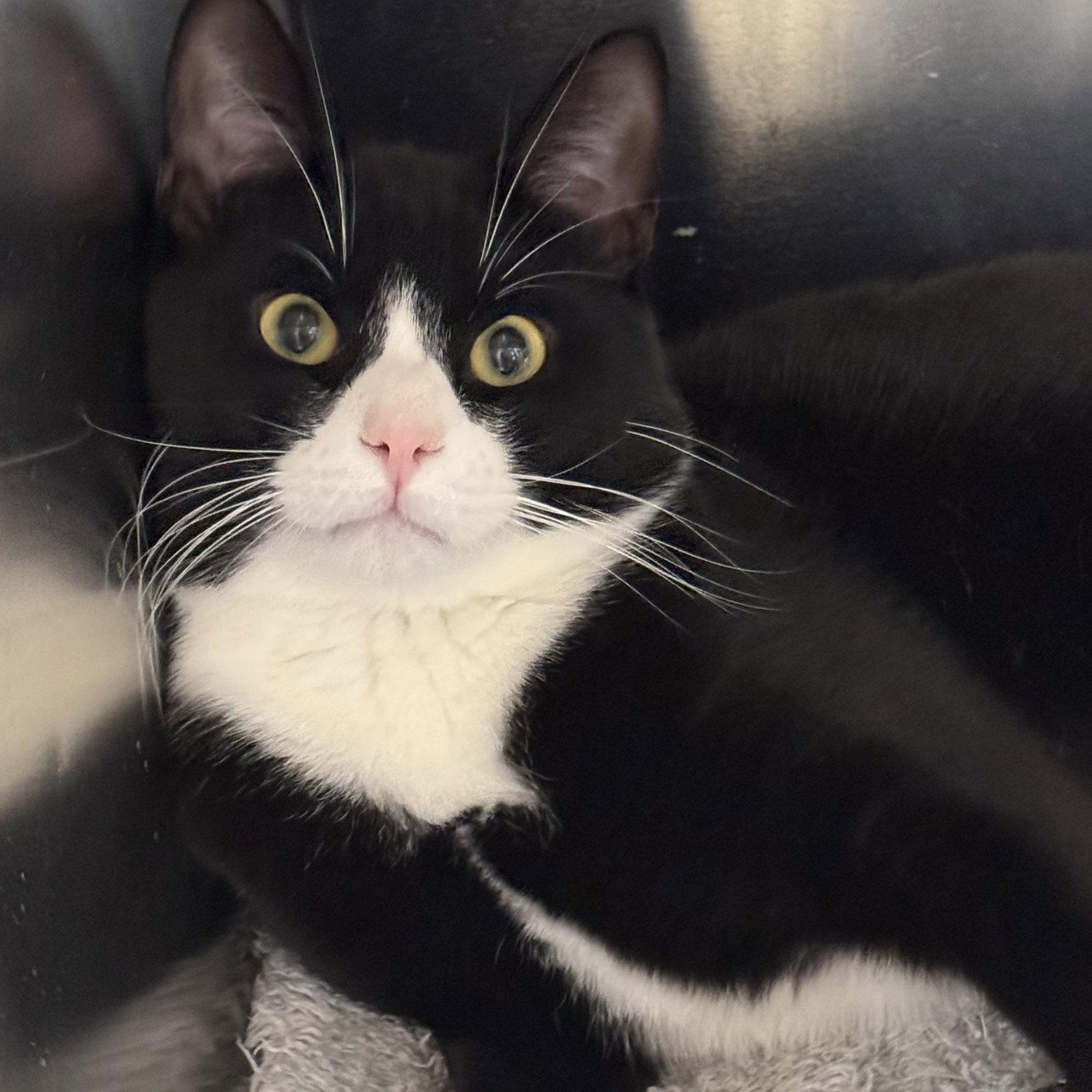 Binks, Adoptable, Young Male Domestic Short Hair & Tuxedo.