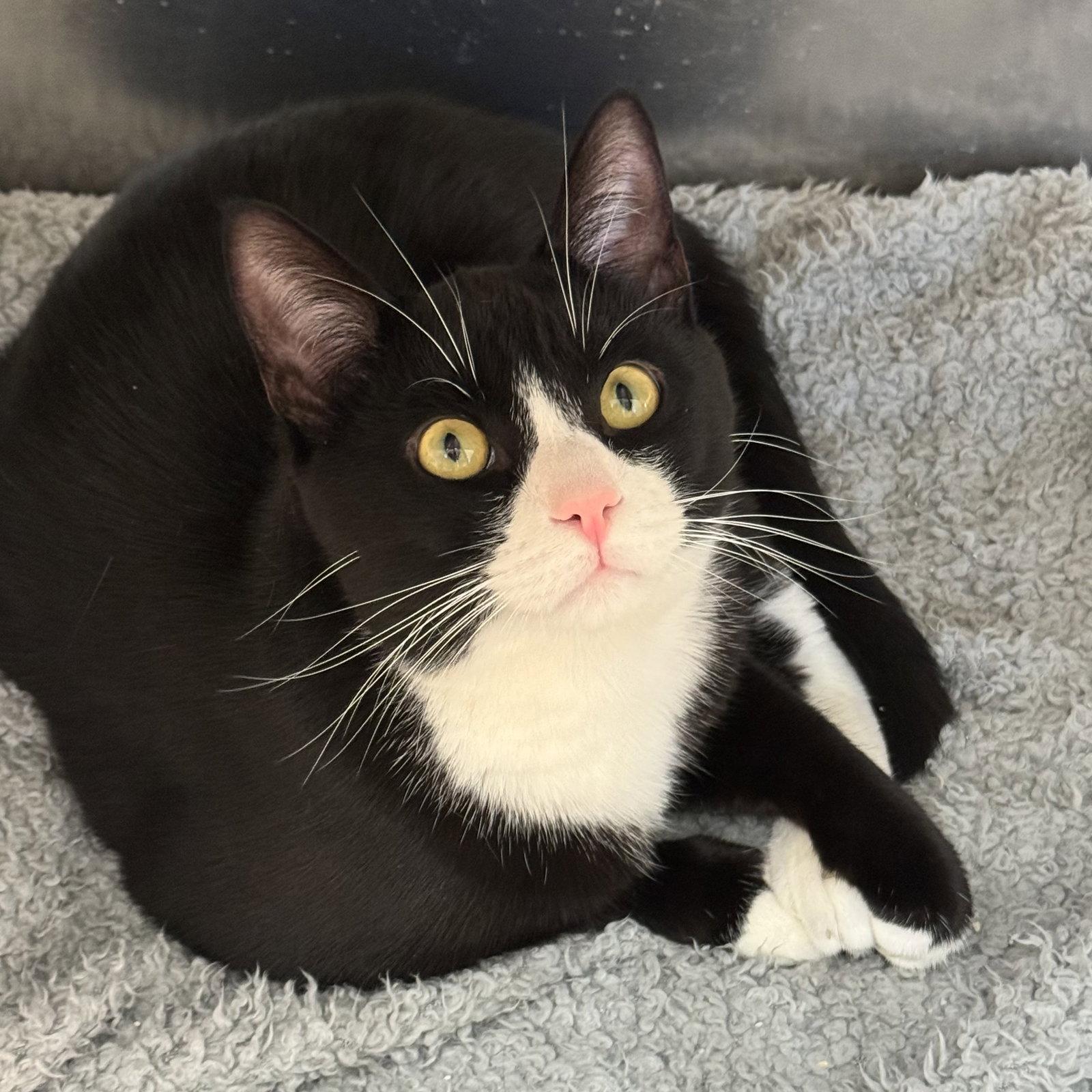 Enlarge Binks, a Adoptable mixed breed in Winchendon, MA image 2/3
