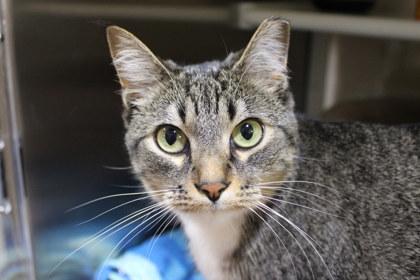 Pipoca, Adoptable, Adult Female Domestic Short Hair & Domestic Short Hair.