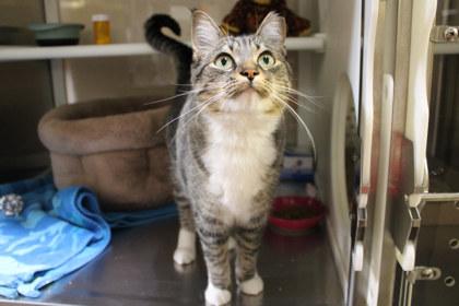Pipoca, a Adoptable mixed breed in Kansas City, MO image 2/2