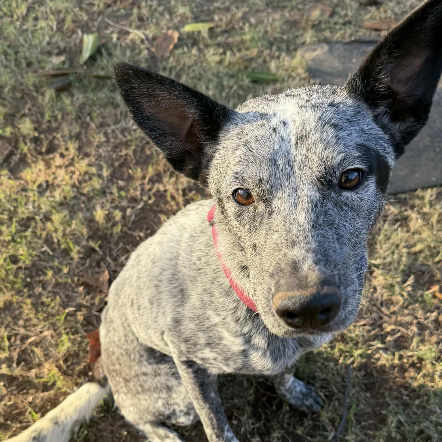 Enlarge Henry, a Adoptable mixed breed in Missoula, MT image 6/6