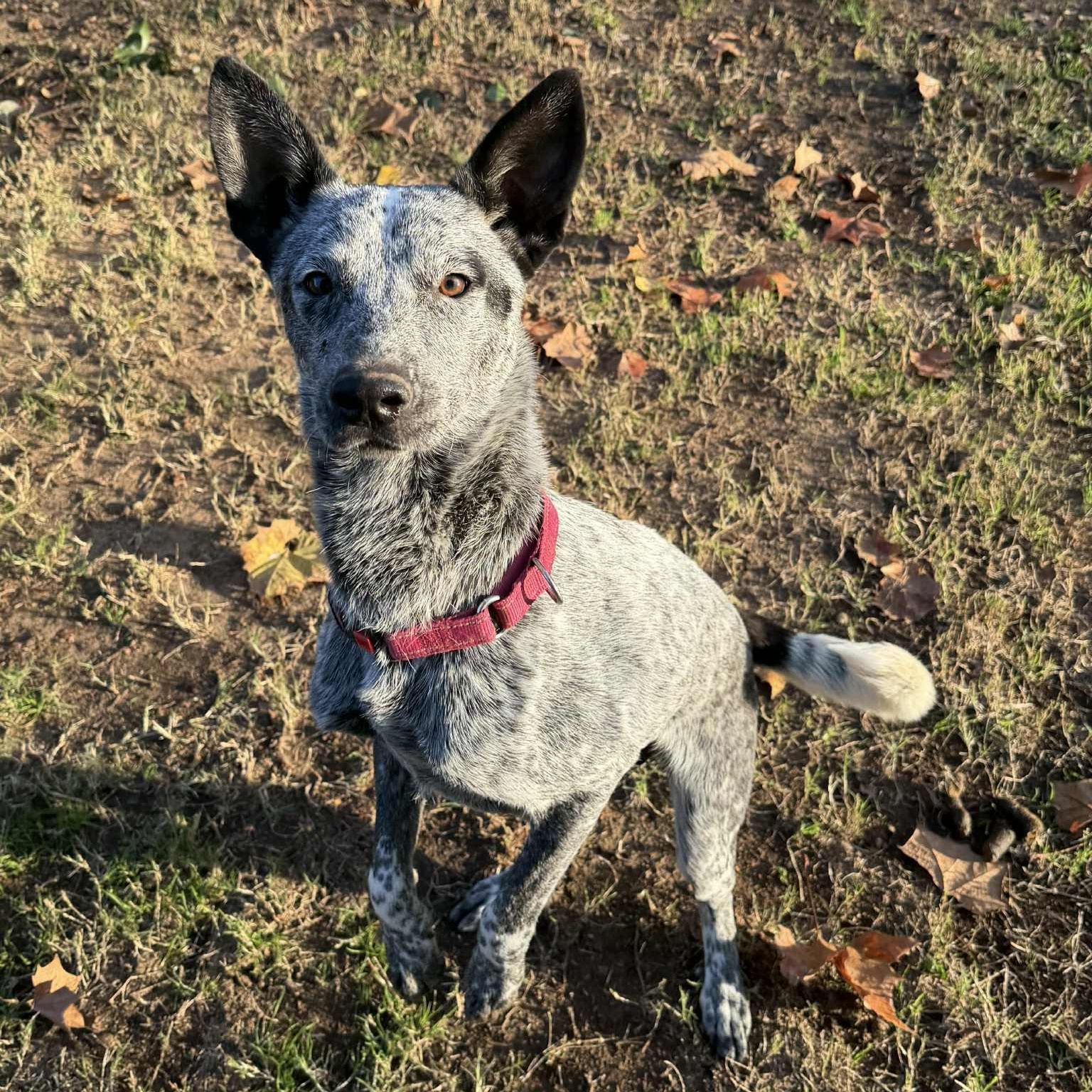 Enlarge Henry, a Adoptable mixed breed in Missoula, MT image 3/6