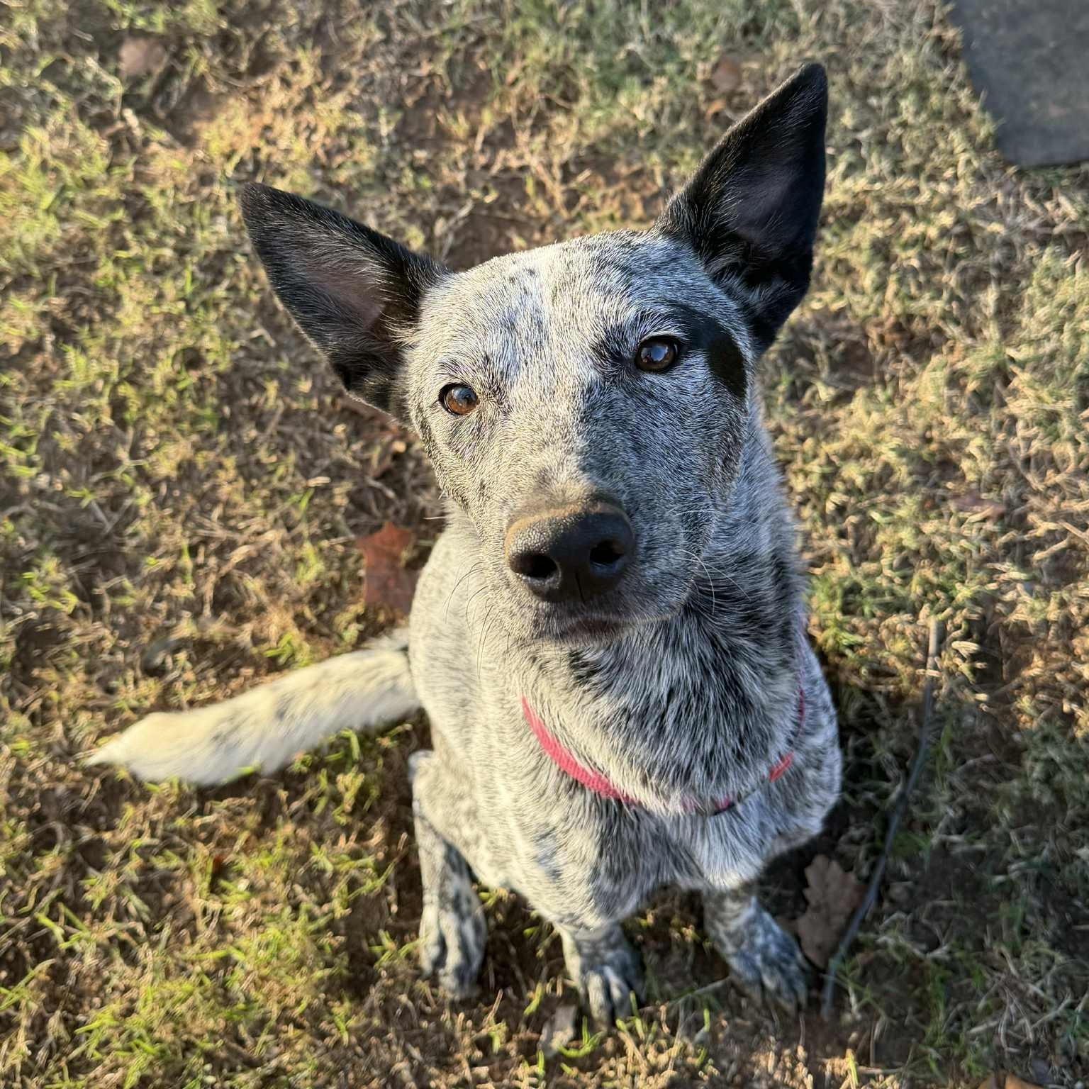 Enlarge Henry, a Adoptable mixed breed in Missoula, MT image 5/6