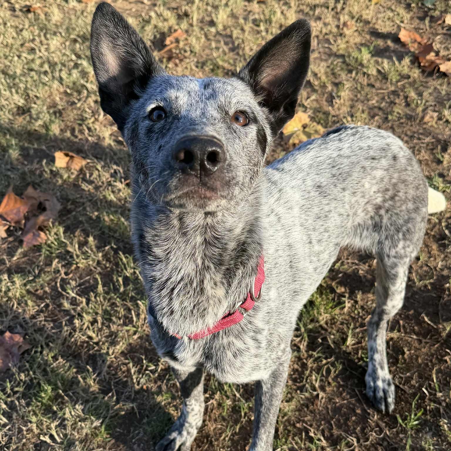 Enlarge Henry, a Adoptable mixed breed in Missoula, MT image 4/6