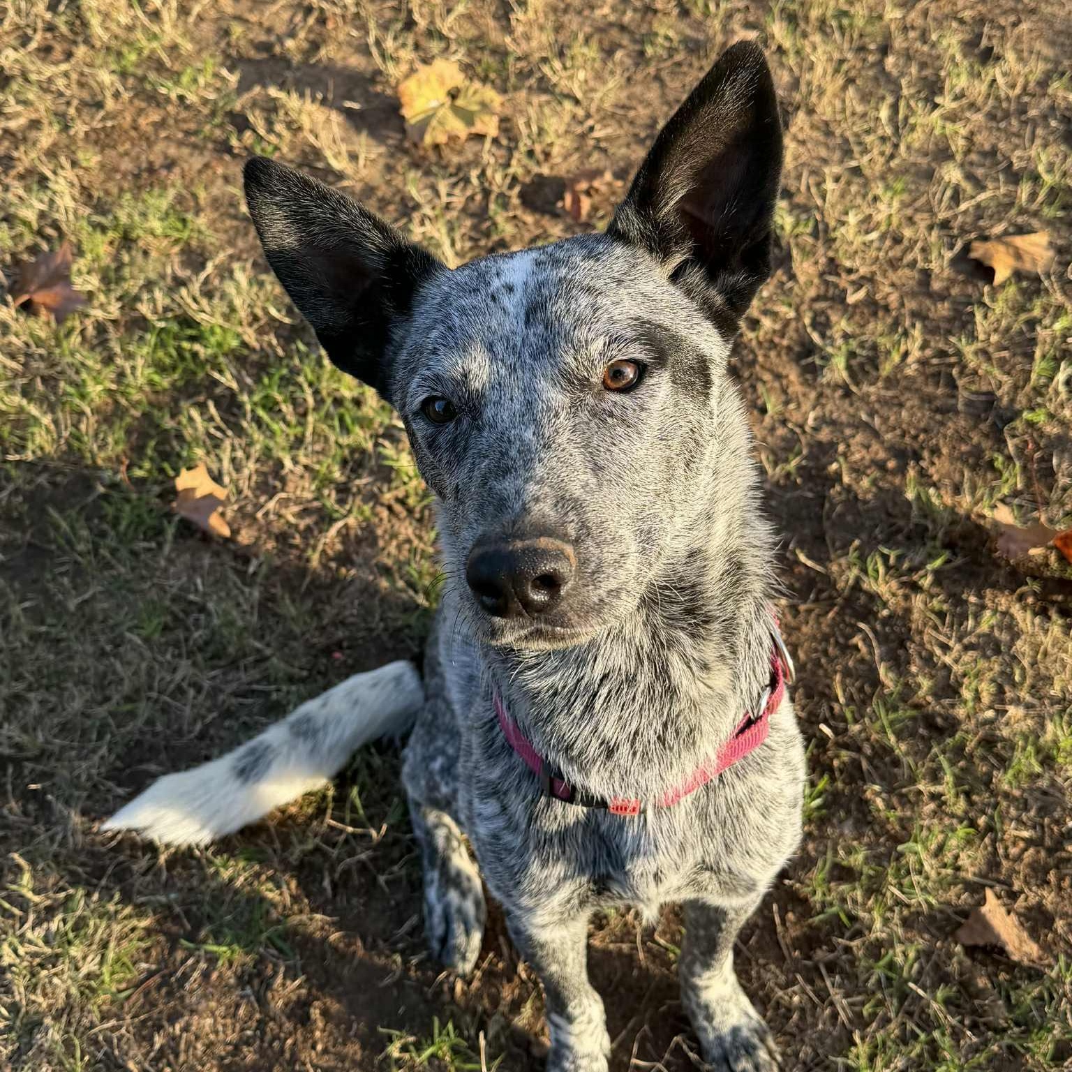 Enlarge Henry, a Adoptable mixed breed in Missoula, MT image 2/6