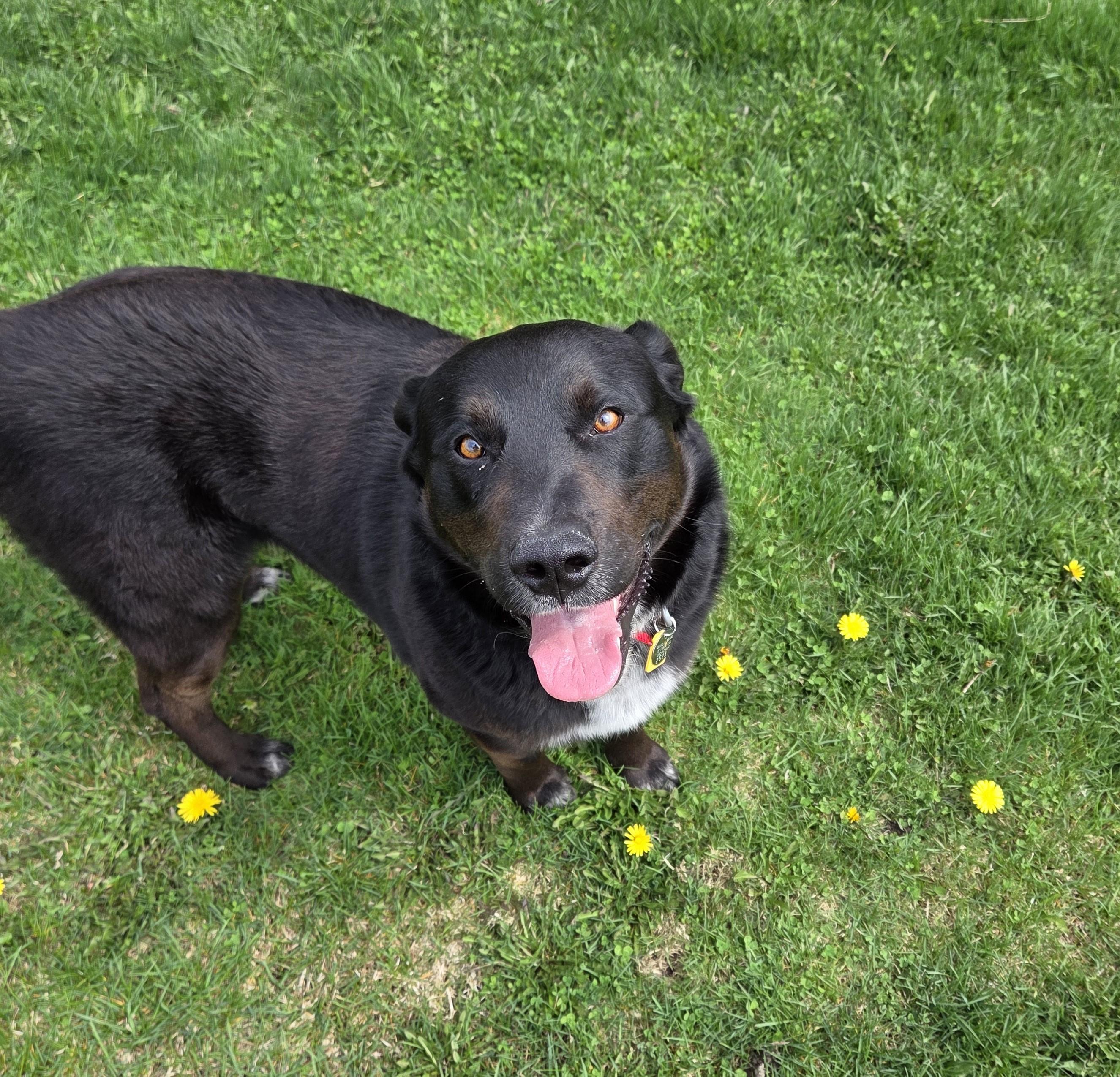 Enlarge Bo, an adopted mixed breed in Carsonville, MI image 4/6