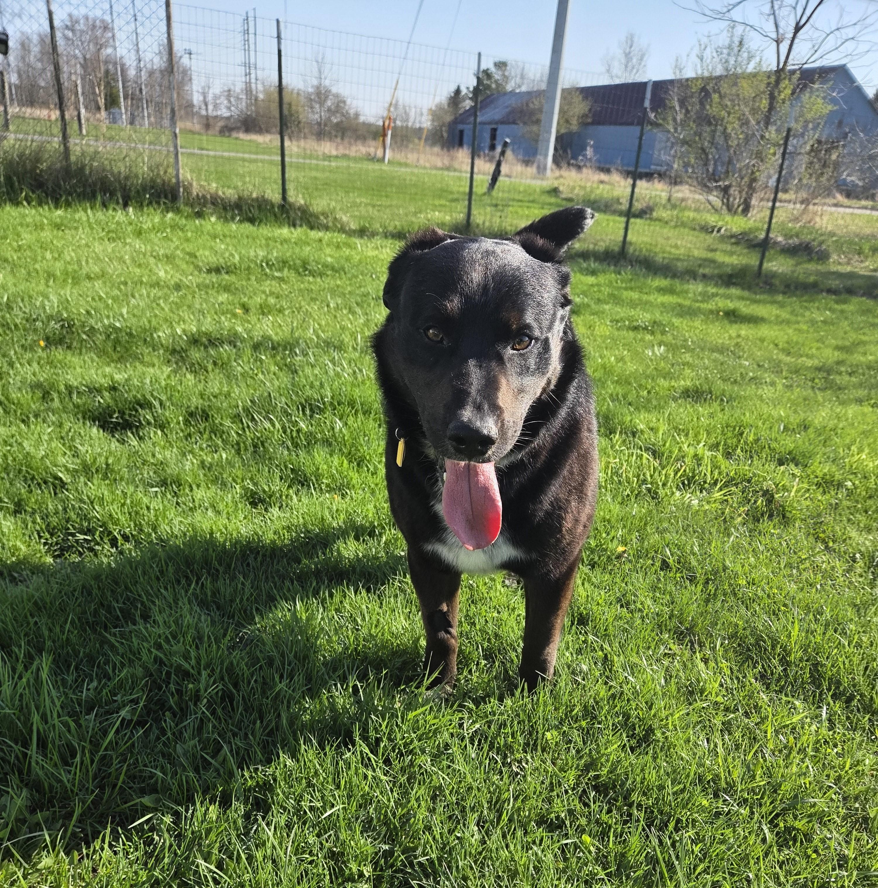 Enlarge Bo, a ADOPTABLE mixed breed in Carsonville, MI image 3/4