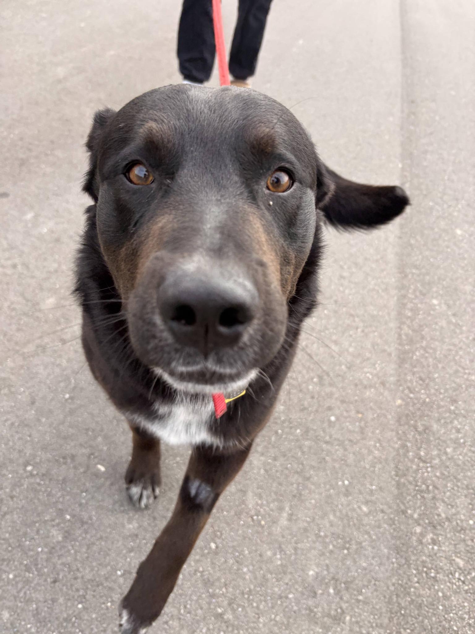 Enlarge Bo, an adopted mixed breed in Carsonville, MI image 6/6