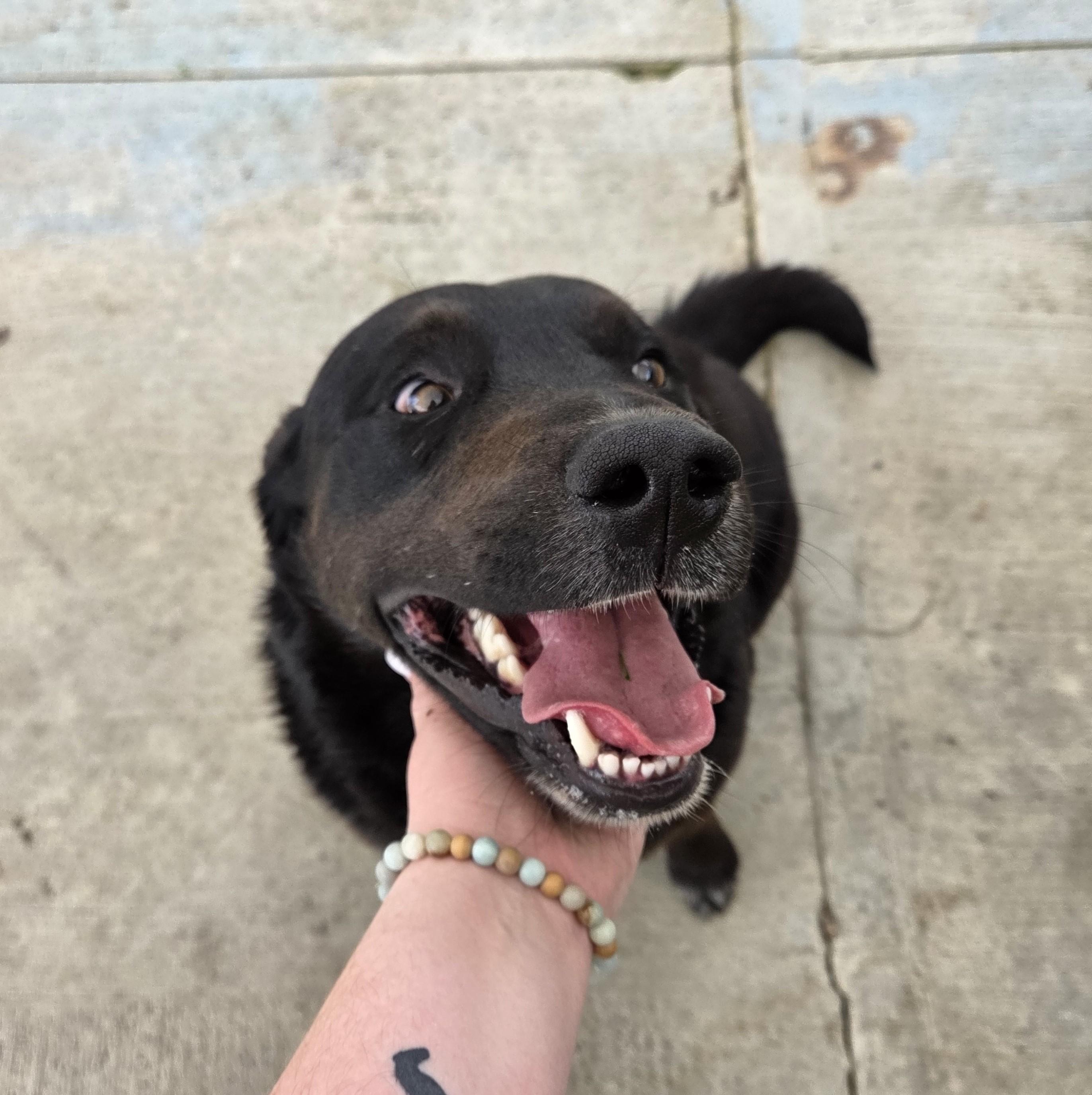 Enlarge Bo, a ADOPTABLE mixed breed in Carsonville, MI image 2/4