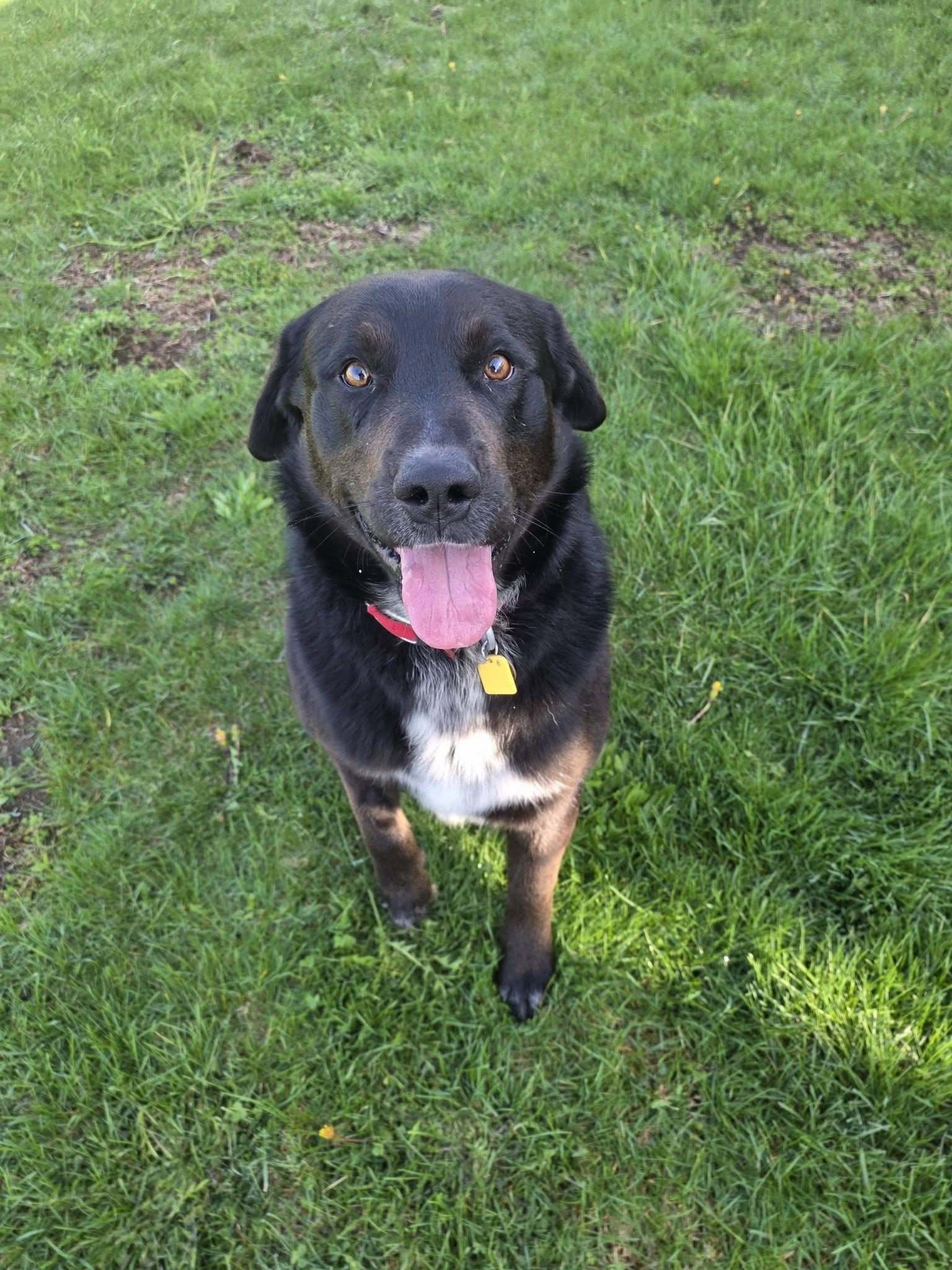 Enlarge Bo, an adopted mixed breed in Carsonville, MI image 5/6