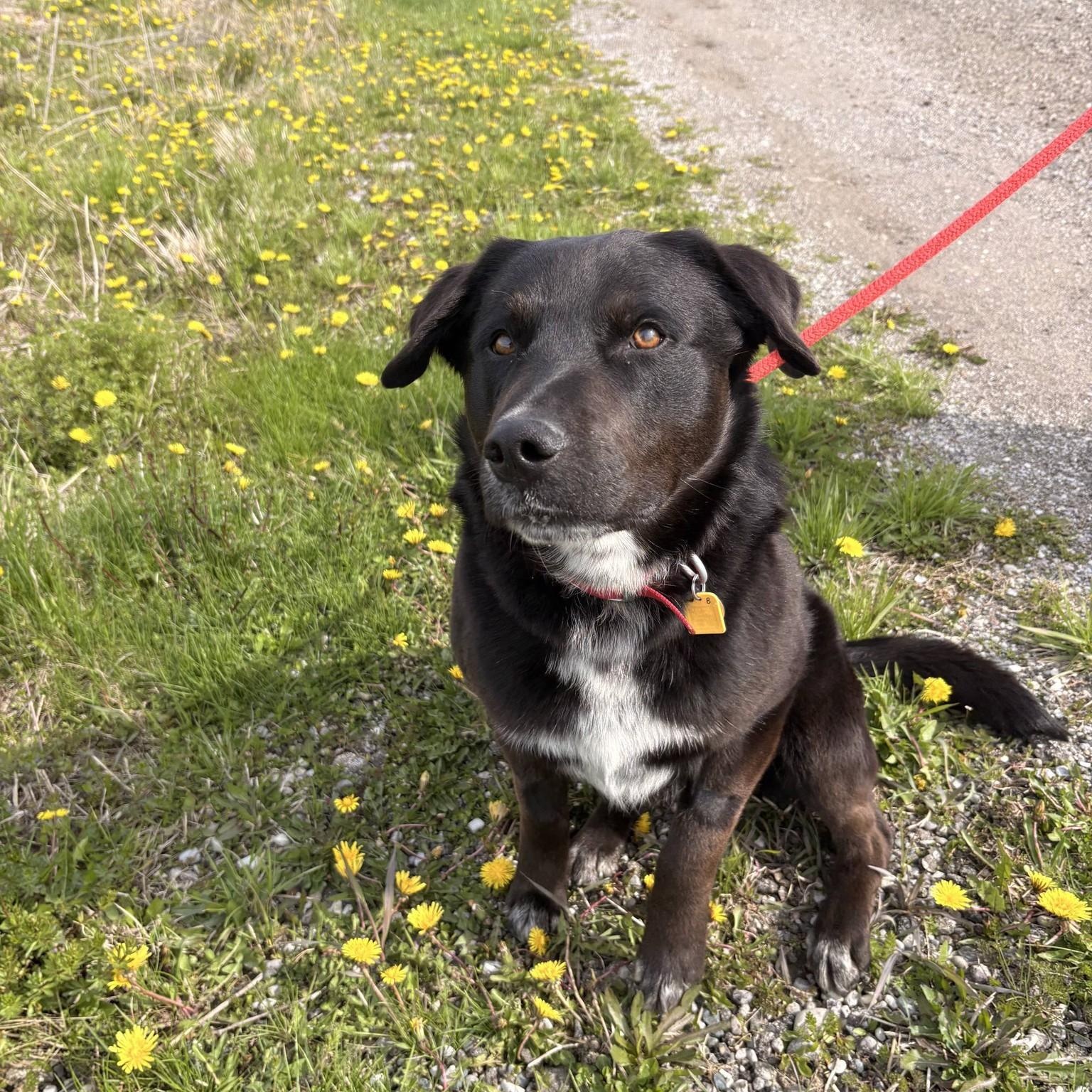 Bo, adopted, Adult Male Black Labrador Retriever.