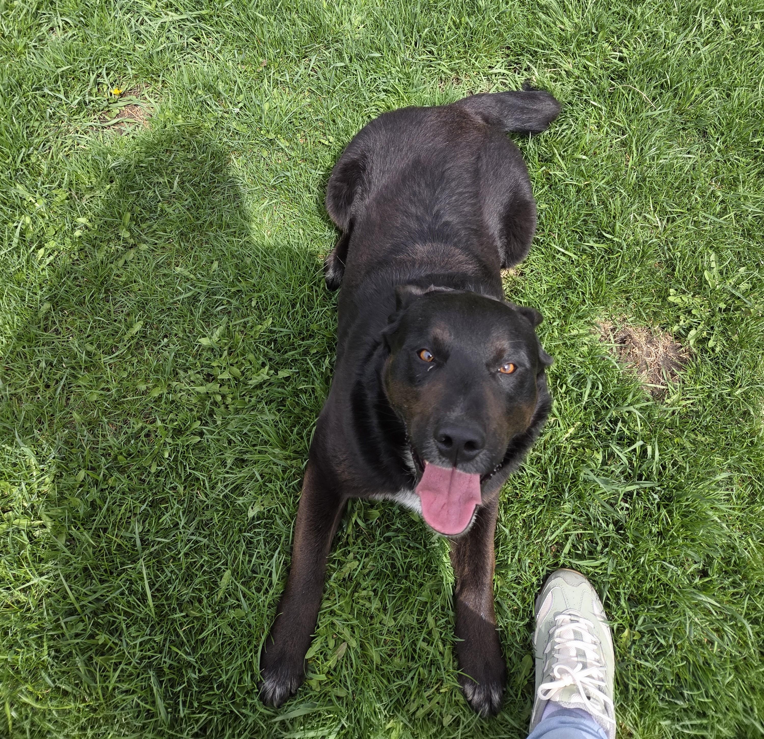 Bo, ADOPTABLE, Adult Male Black Labrador Retriever.