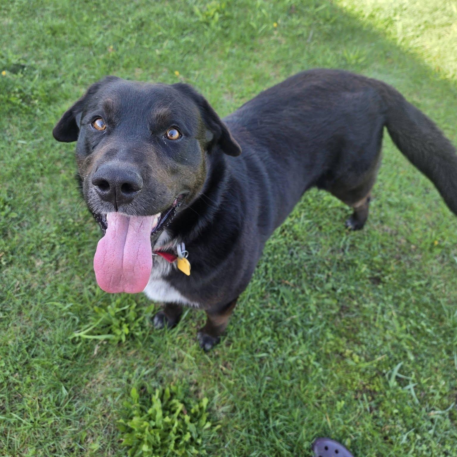 Bo, ADOPTABLE, Adult Male Black Labrador Retriever.