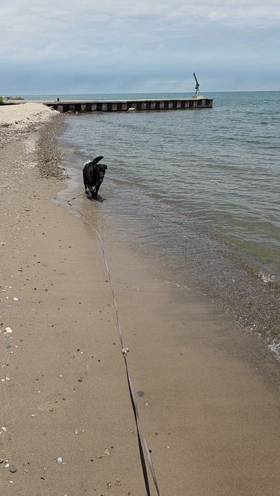Enlarge Bo, an adoptable mixed breed in Carsonville, MI video 6/6