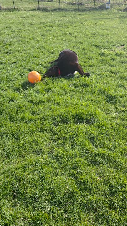 Enlarge Bo, a ADOPTABLE mixed breed in Carsonville, MI video 4/4