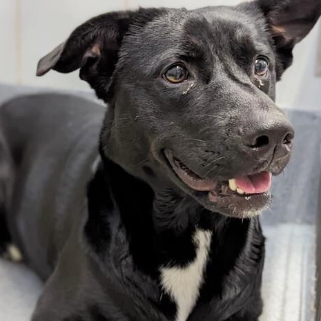 Dotty, Adult Female Black Labrador Retriever