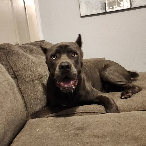 CANE, Adopted, Young Male Cane Corso.