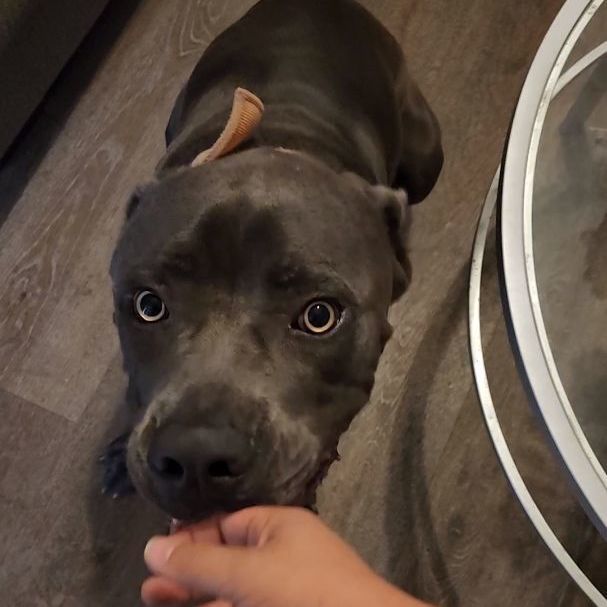 Enlarge CANE, a Adopted Cane Corso in Pasadena, TX image 2/6