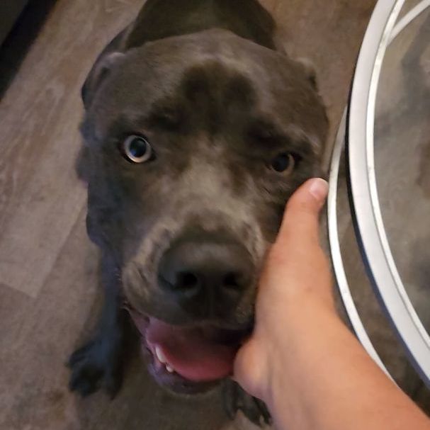 Enlarge CANE, a Adopted Cane Corso in Pasadena, TX image 3/6