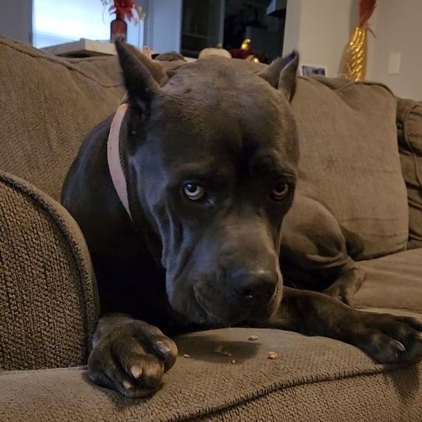 Enlarge CANE, a Adopted Cane Corso in Pasadena, TX image 4/6