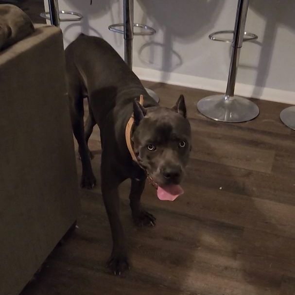 Enlarge CANE, a Adopted Cane Corso in Pasadena, TX image 5/6